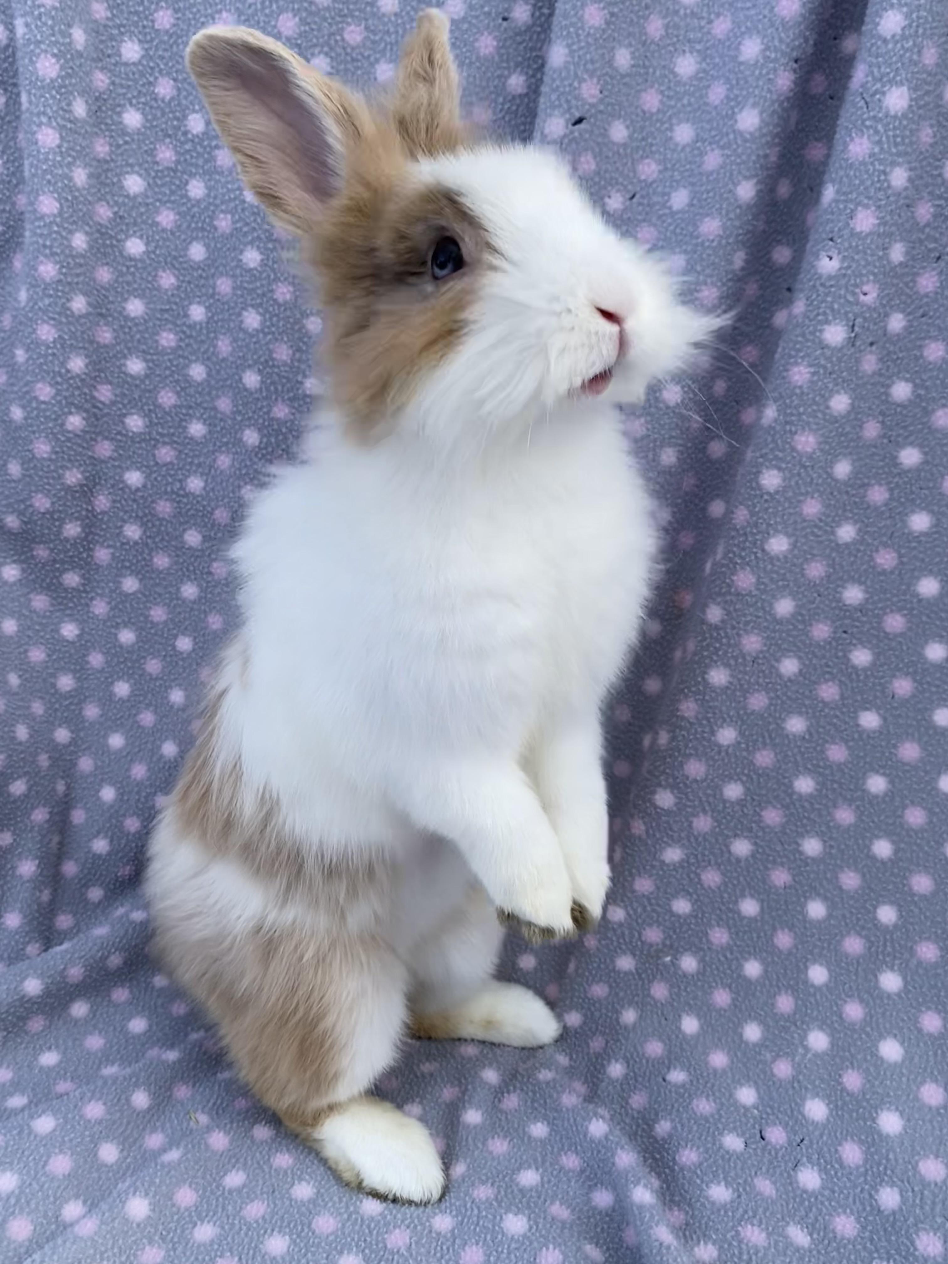 Rolex, a ADOPTABLE Lionhead in Livermore, CA image 2/5