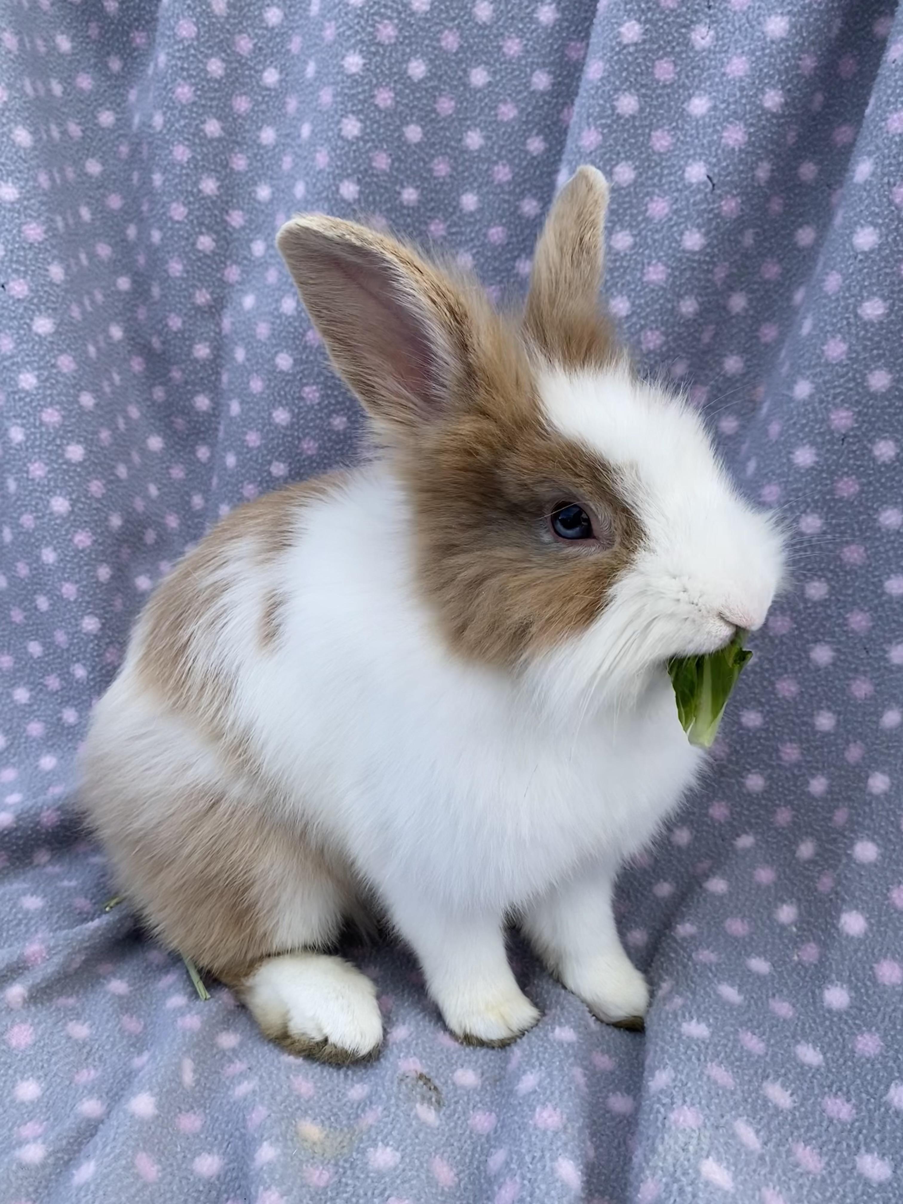 Rolex, a ADOPTABLE Lionhead in Livermore, CA image 4/5