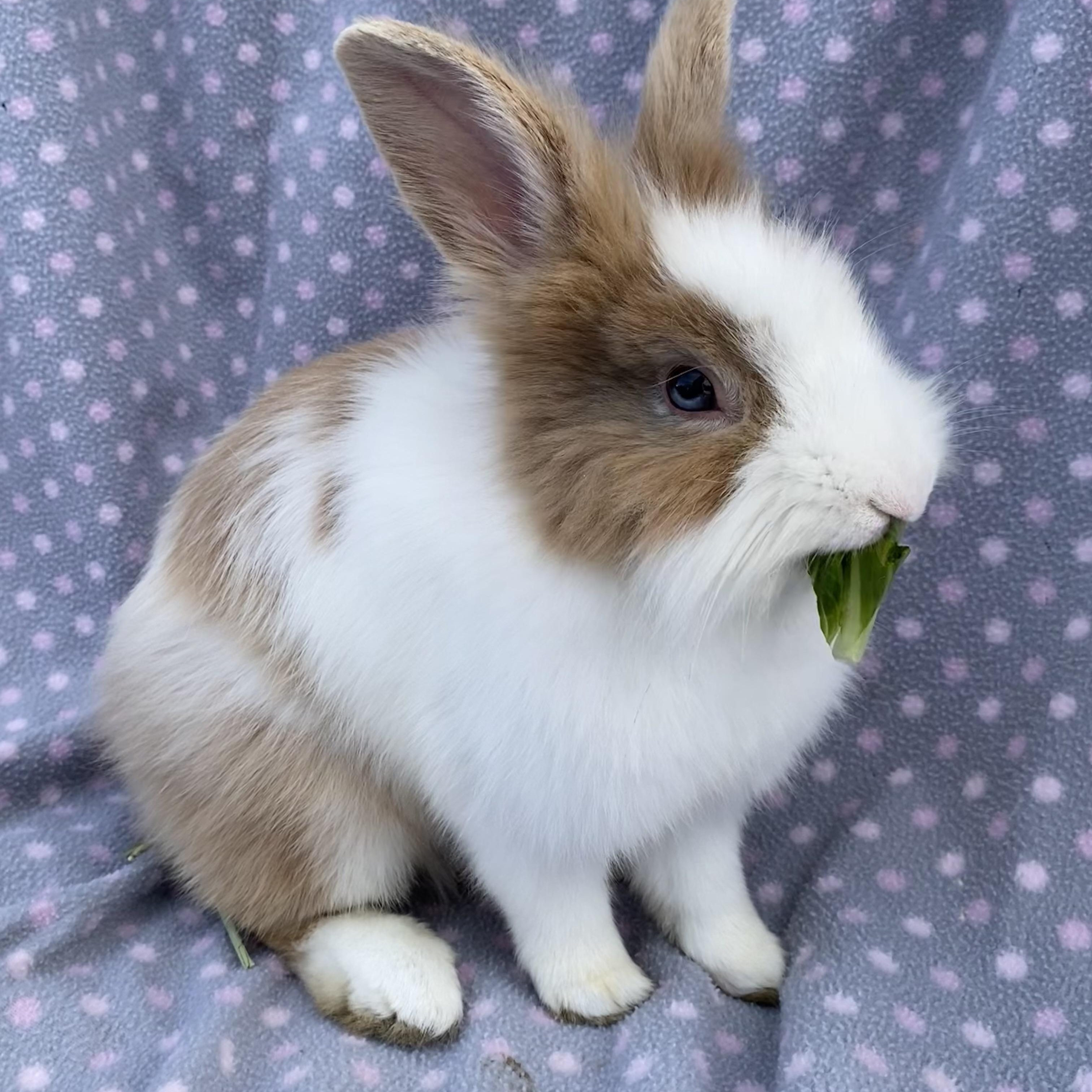 Enlarge Rolex, a ADOPTABLE Lionhead in Livermore, CA image 4/5