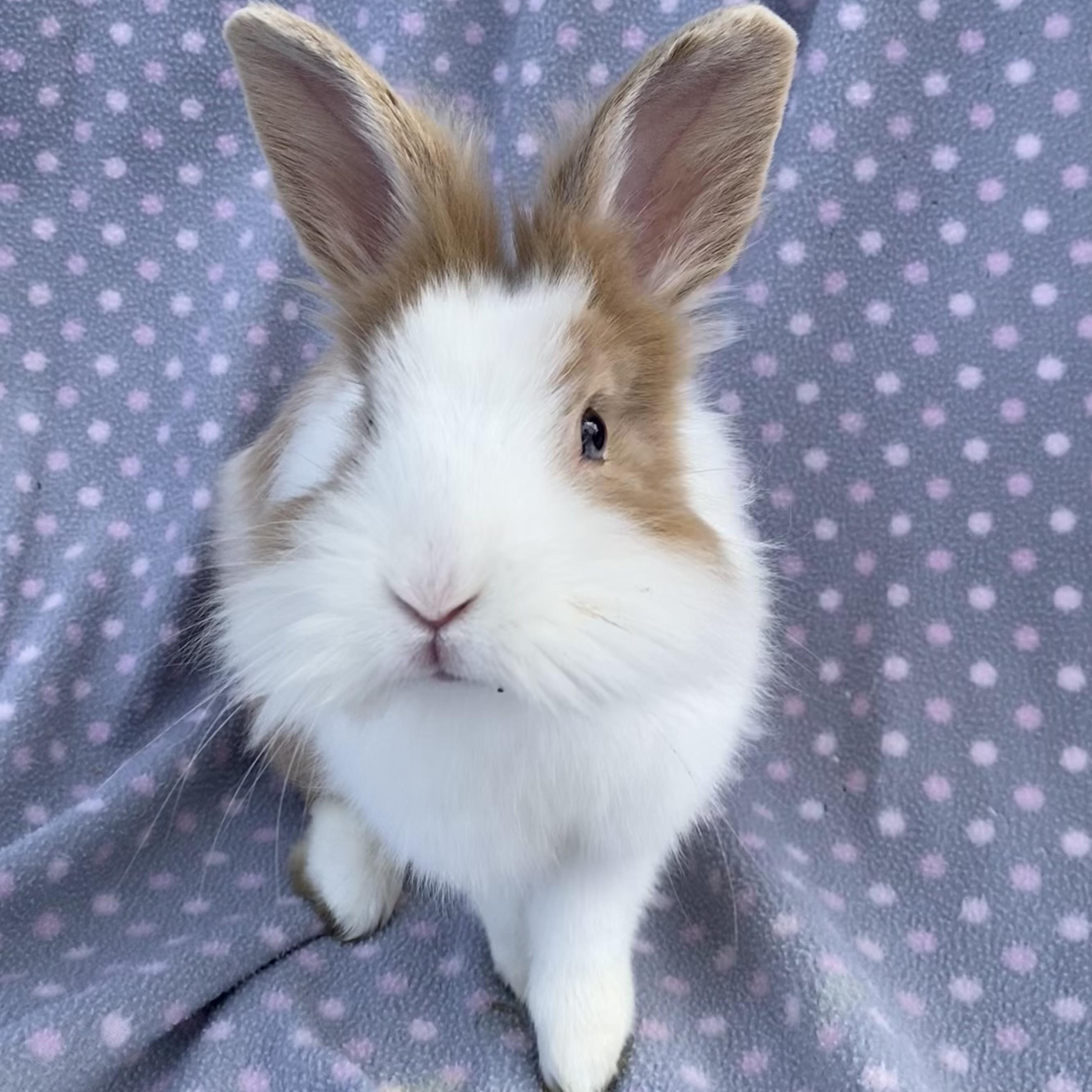 Enlarge Rolex, a ADOPTABLE Lionhead in Livermore, CA image 1/5