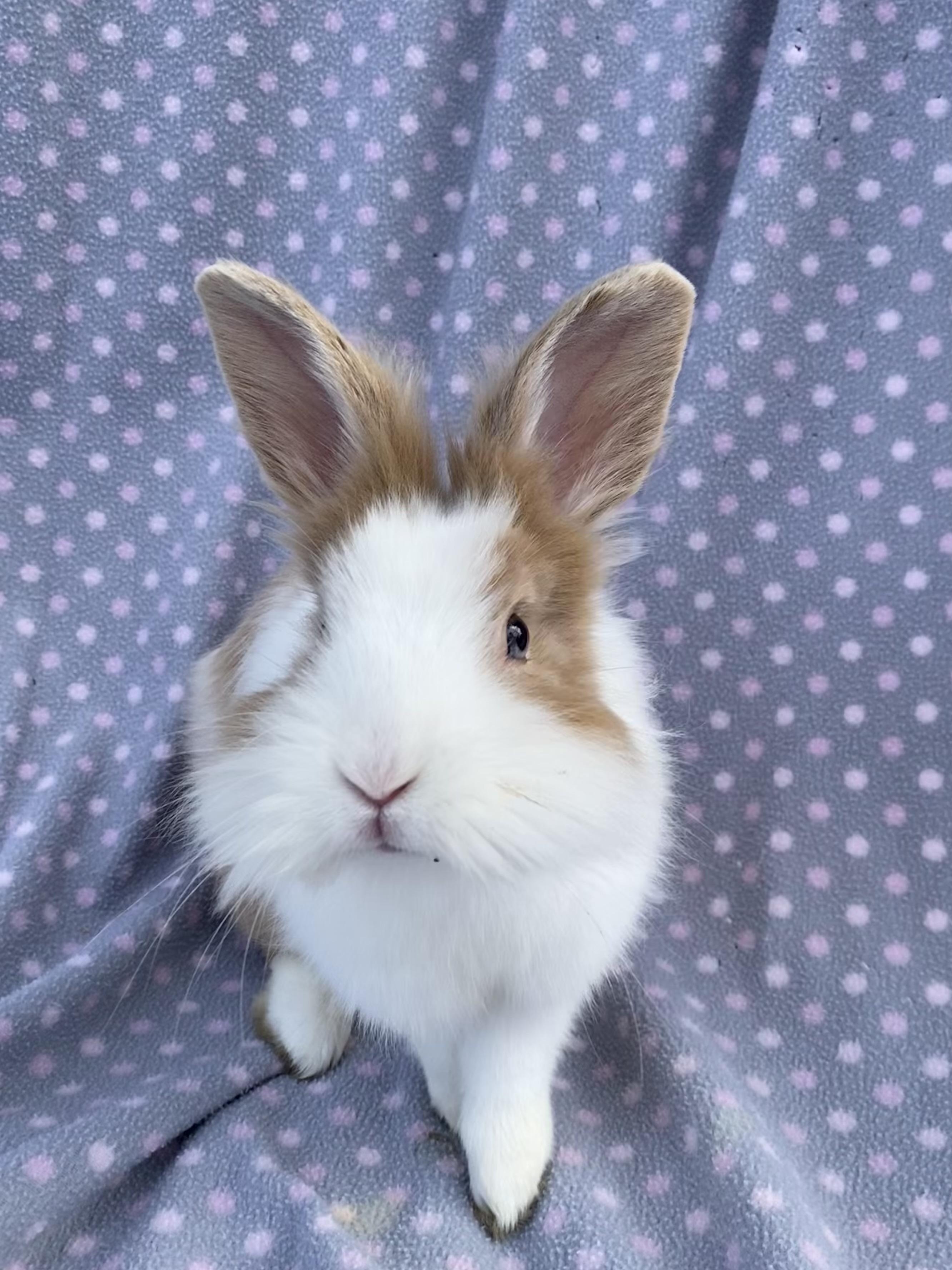 Rolex, a ADOPTABLE Lionhead in Livermore, CA image 3/5