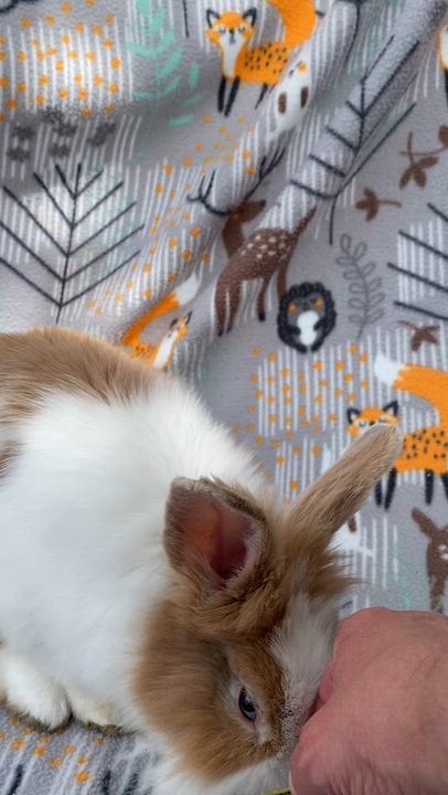 Enlarge Rolex, a ADOPTABLE Lionhead in Livermore, CA video 5/5