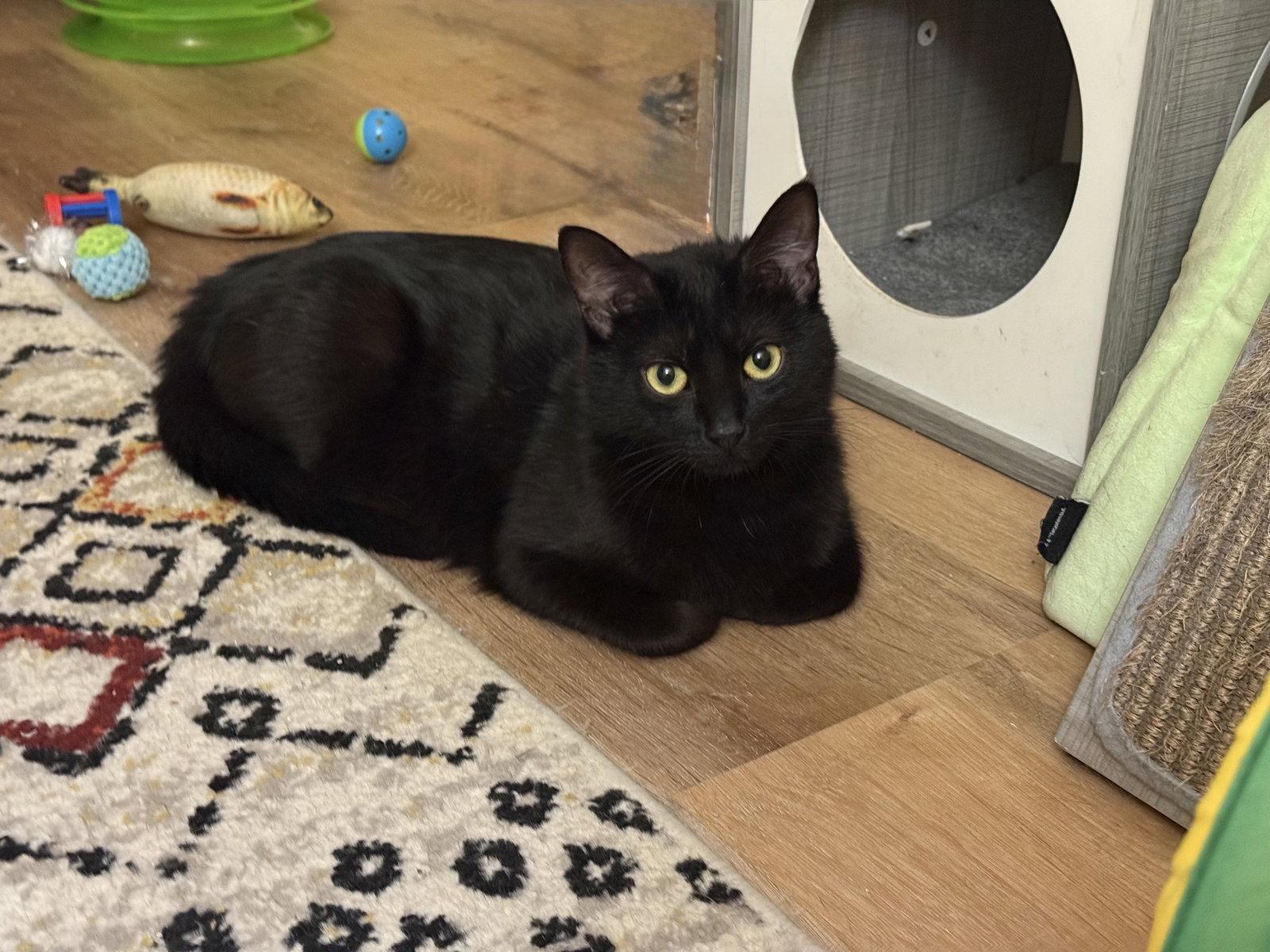 Zoe, Adoptable, Young Female Domestic Short Hair.