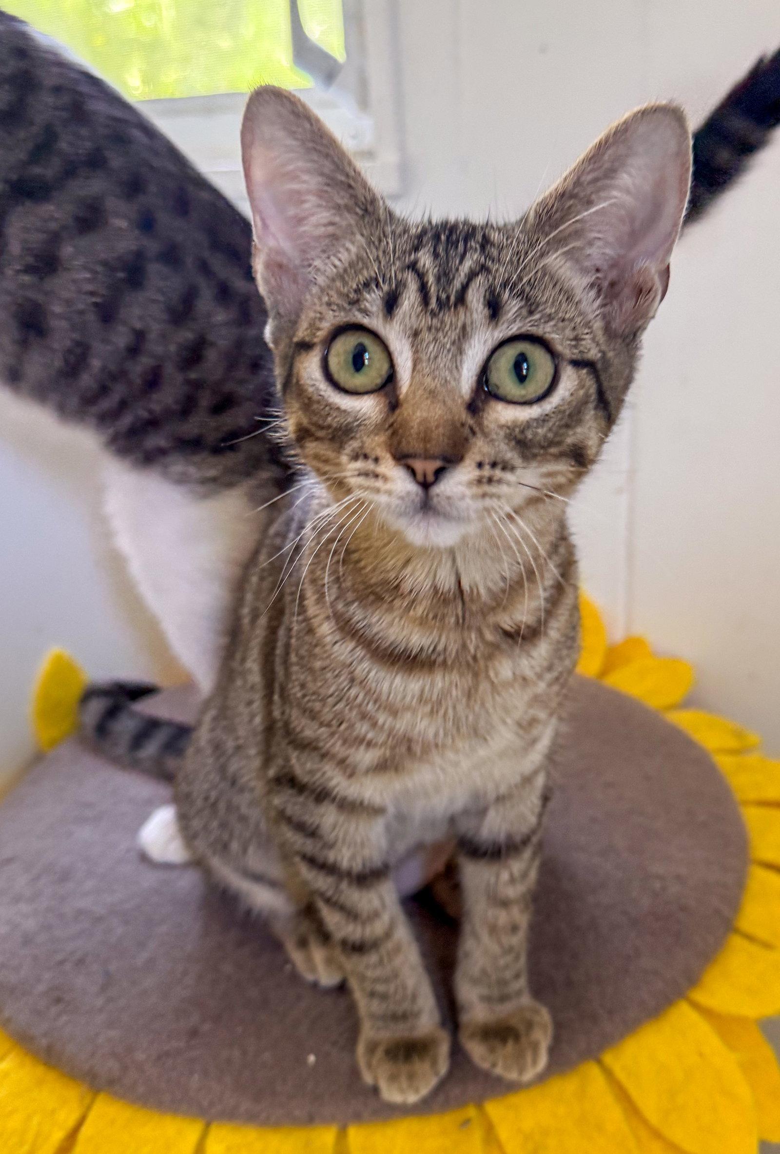 Brooklyn, Adoptable, Kitten Female Domestic Short Hair & Tabby.