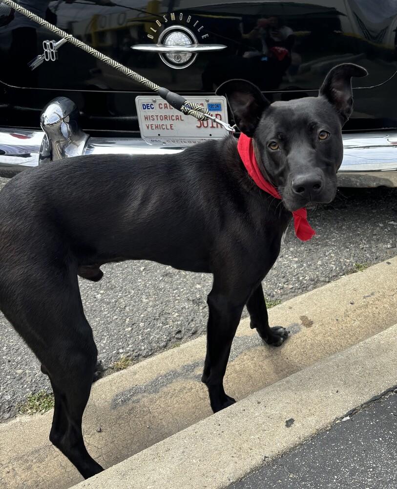 Loki 2, Adoptable, Young Male Labrador Retriever.