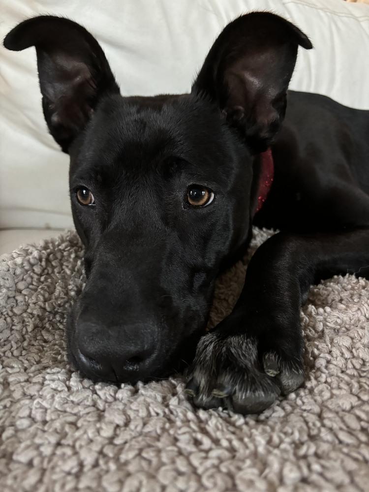 Loki 2, Adoptable, Young Male Labrador Retriever.