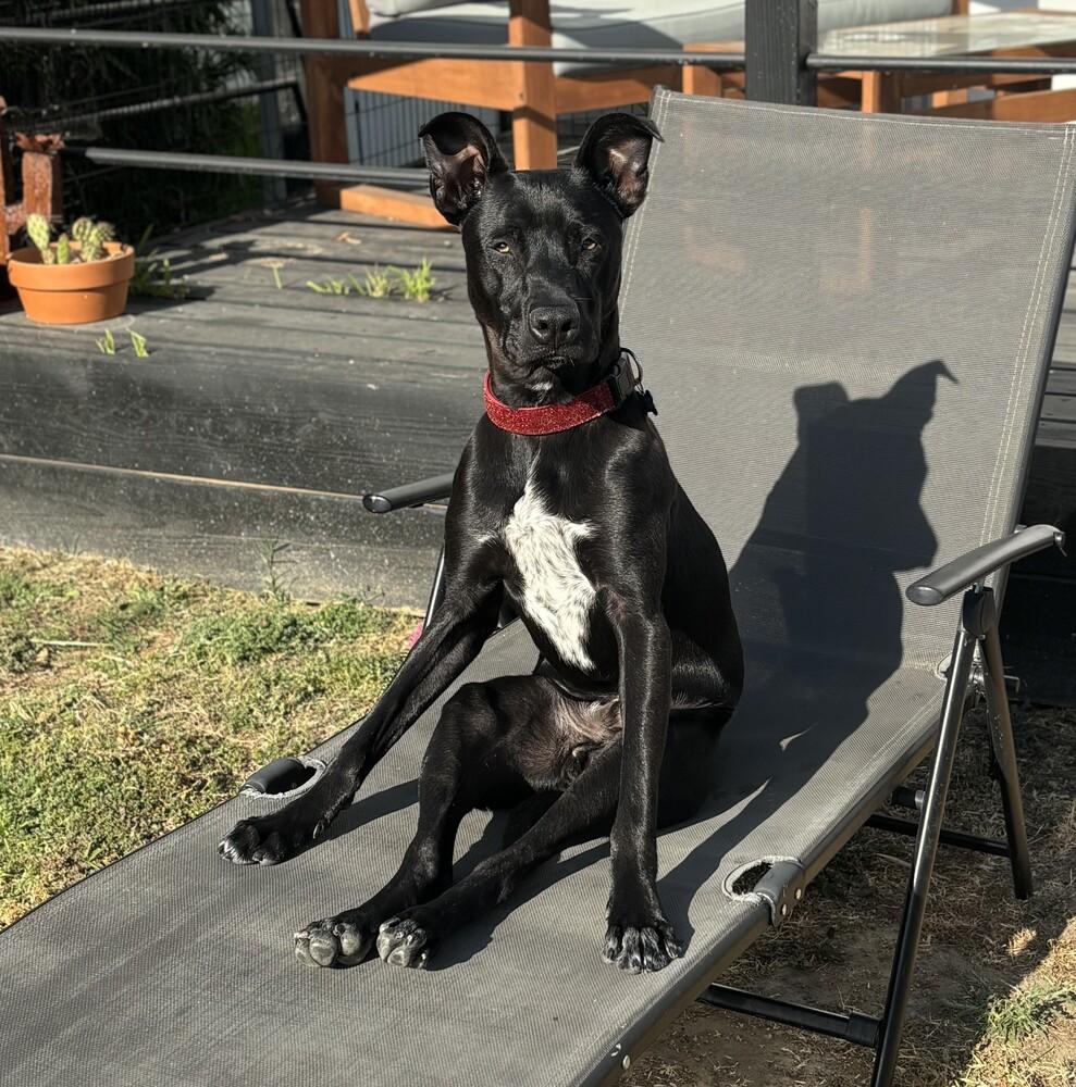 Loki 2, a Adoptable mixed breed in San Diego, CA image 3/6