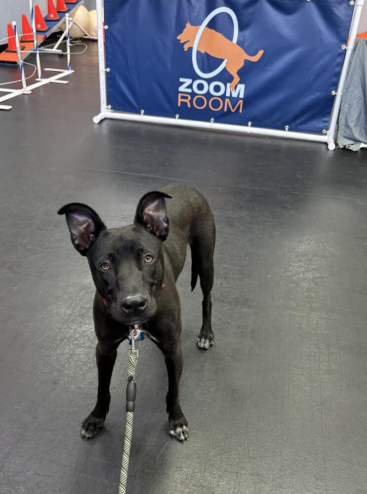 Loki 2, a Adoptable mixed breed in San Diego, CA image 4/6