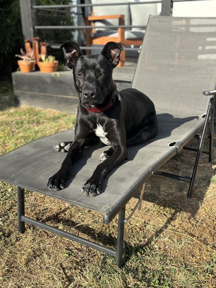 Loki 2, a Adoptable mixed breed in San Diego, CA image 5/6