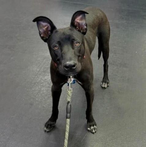 Loki 2, a Adoptable mixed breed in San Diego, CA image 6/6