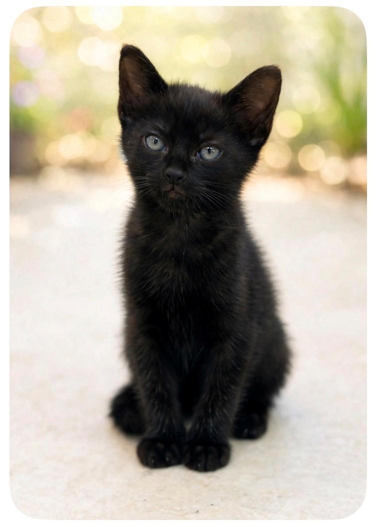 Blake, adopted, Kitten Male Domestic Short Hair.