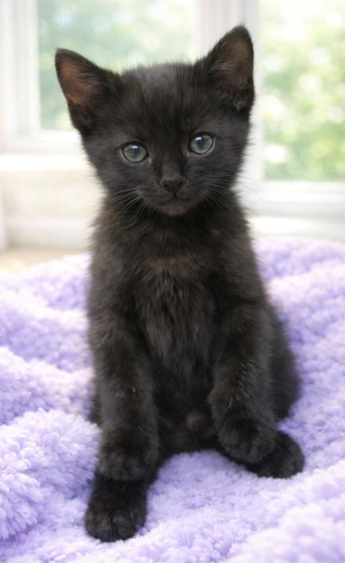 Blake, an adopted Domestic Short Hair in DELRAY Beach, FL image 2/3