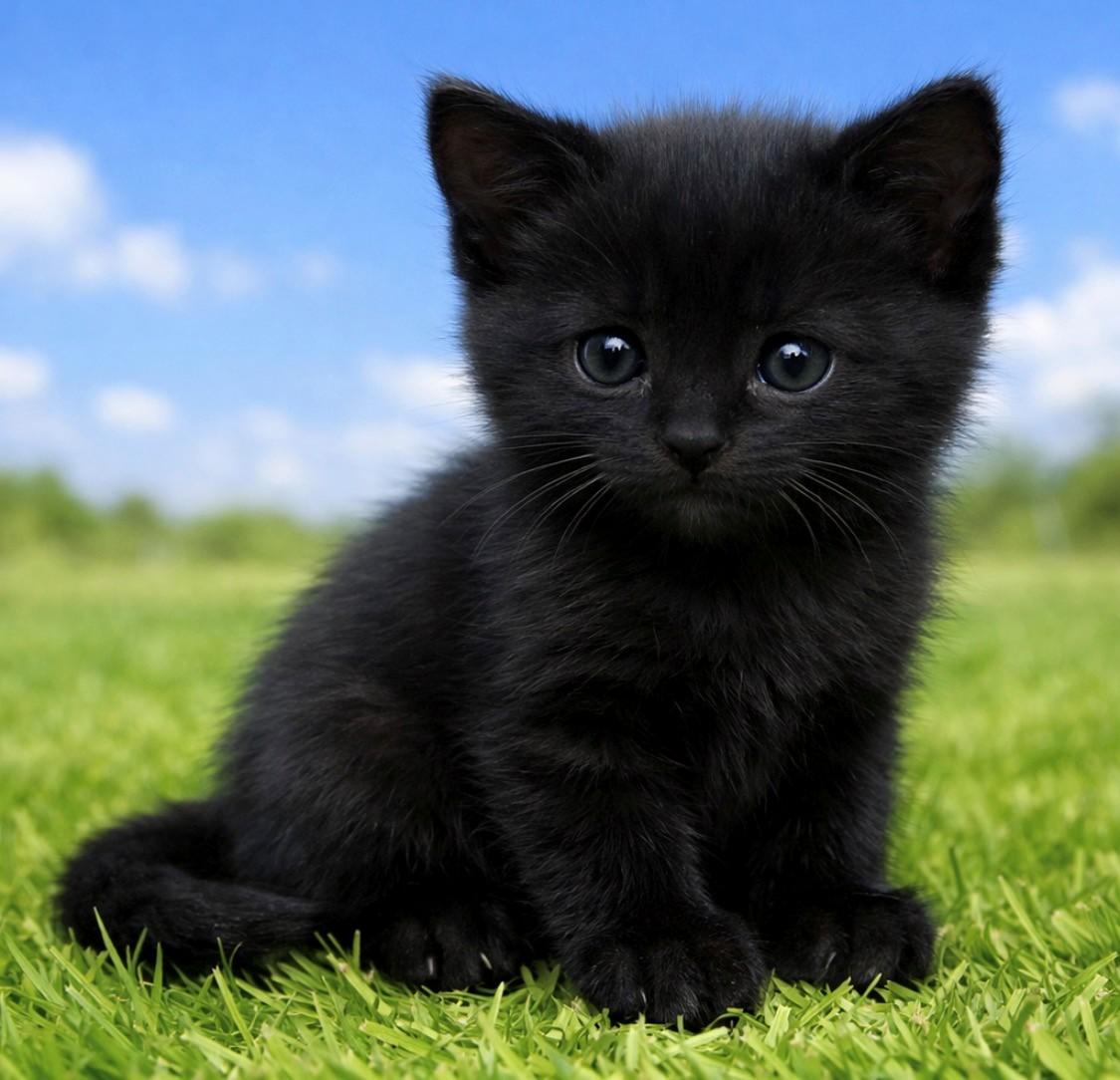 Enlarge Blake, a ADOPTABLE Domestic Short Hair in DELRAY Beach, FL image 1/2