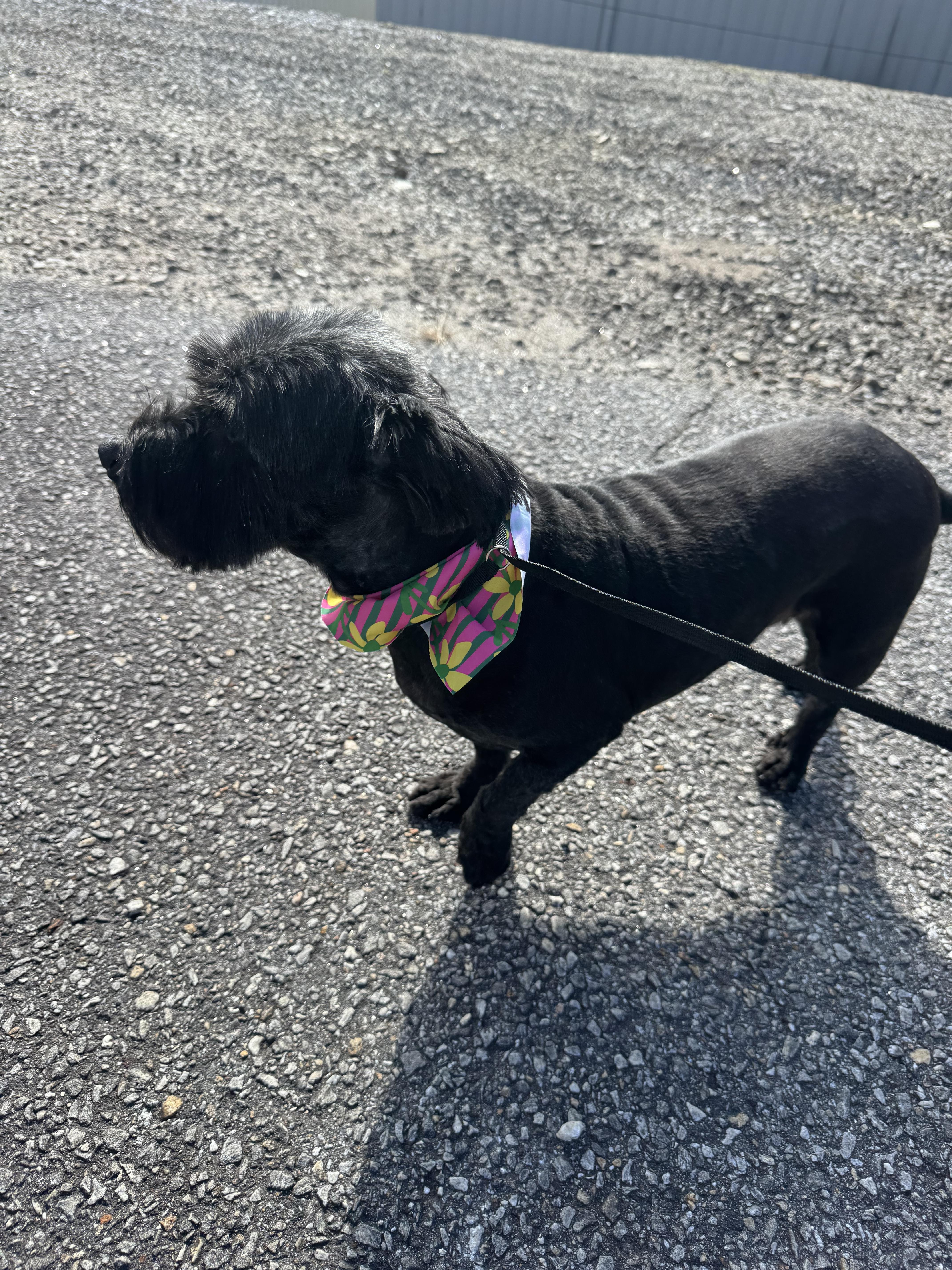 Enlarge Mindy, a Adopted Maltese in Wilkesboro, NC image 4/4
