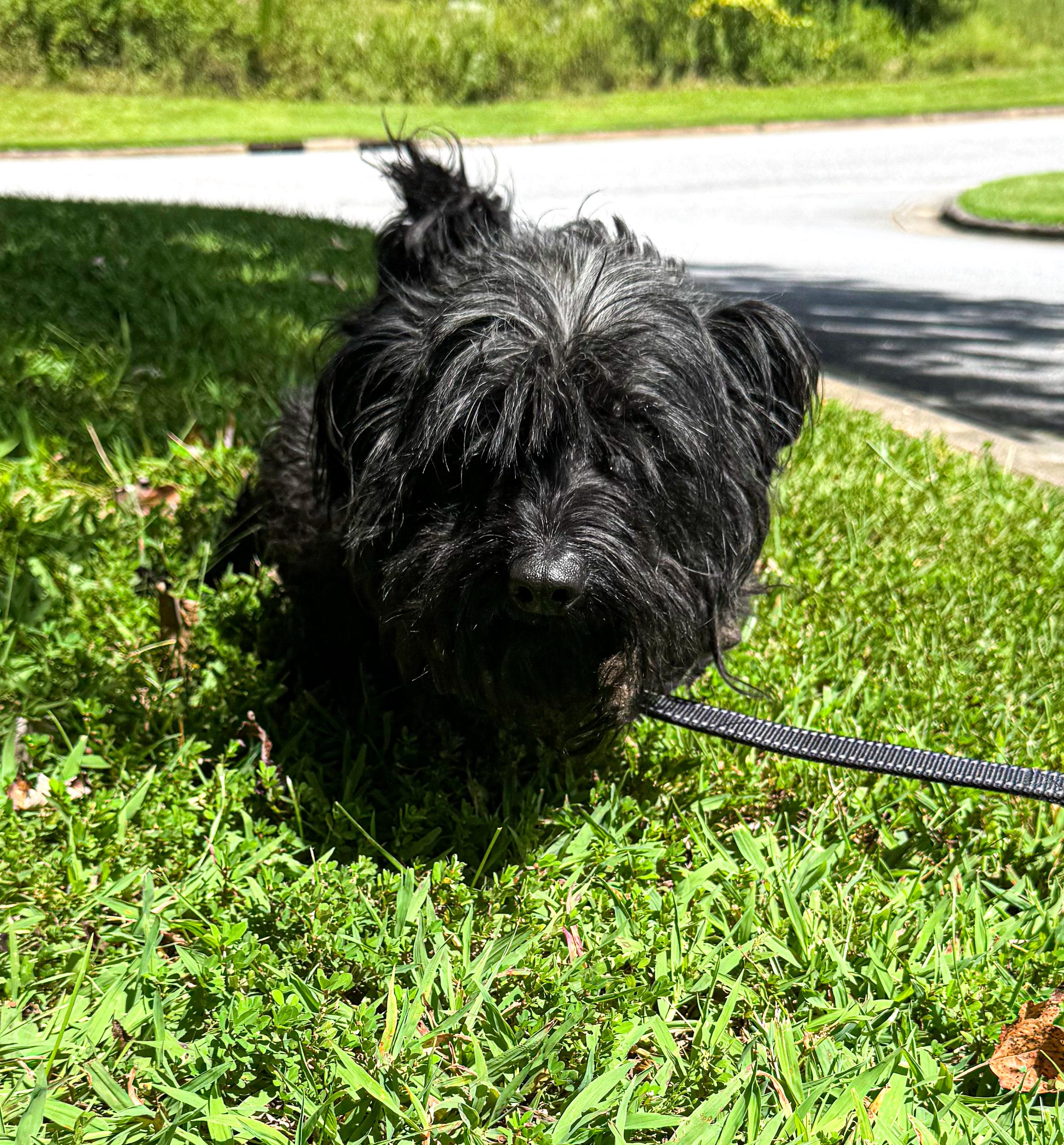 Enlarge Mindy, a Adopted Maltese in Wilkesboro, NC image 2/4
