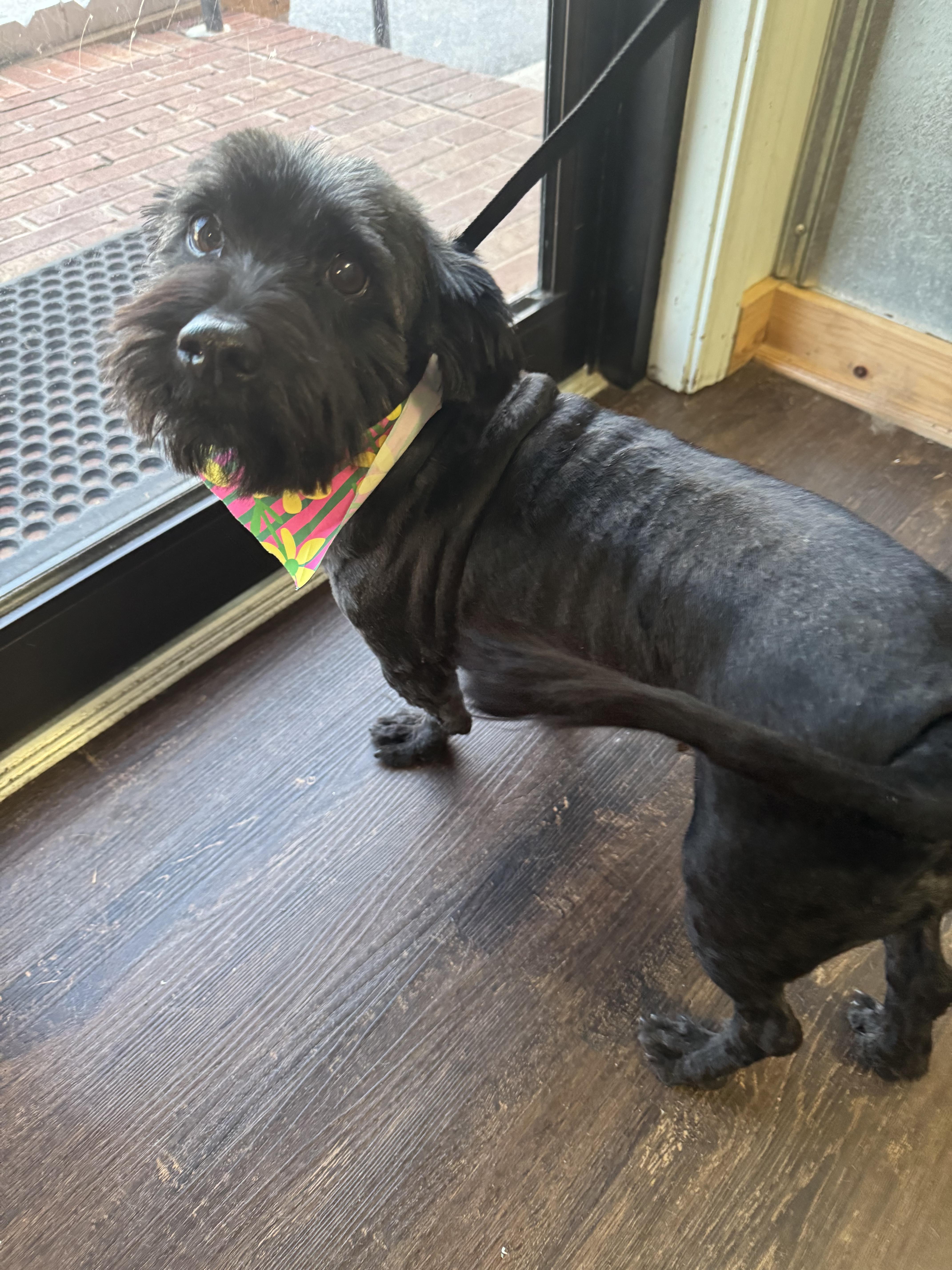 Enlarge Mindy, a Adopted Maltese in Wilkesboro, NC image 3/4