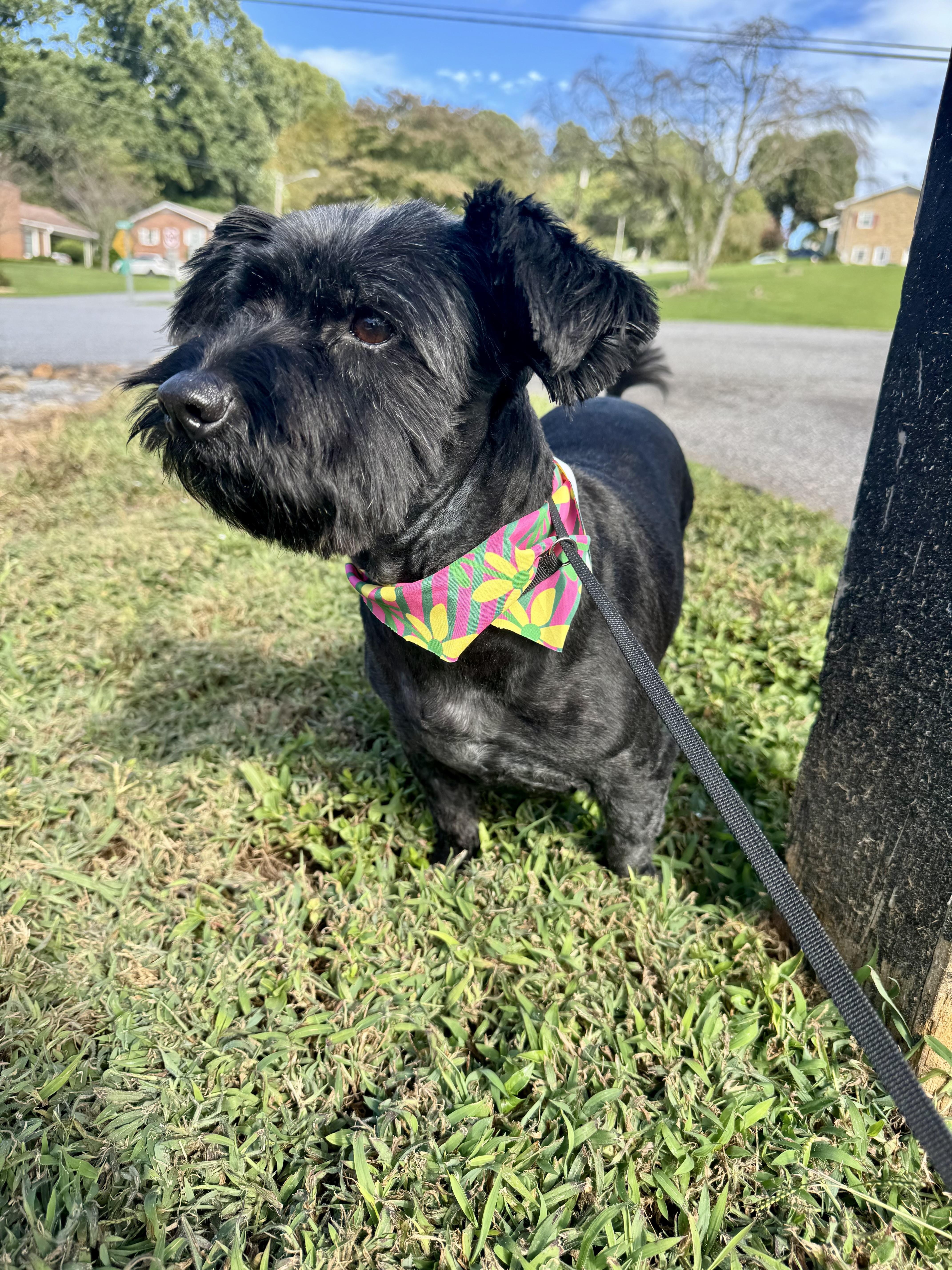 Mindy, Adopted, Adult Female Maltese.