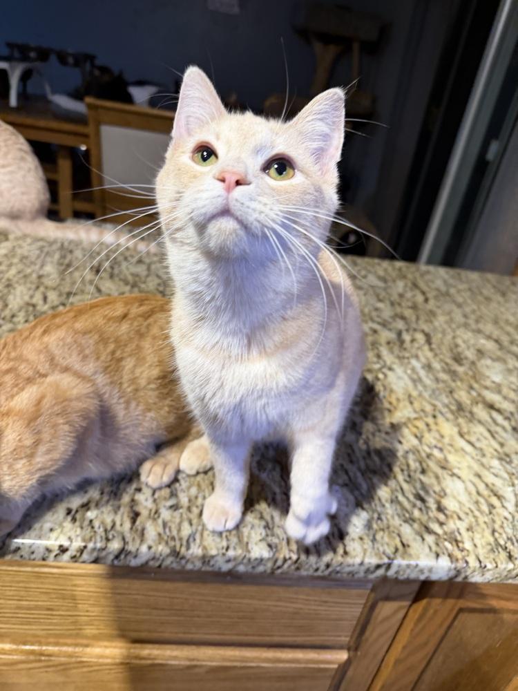 Enlarge Gil, a Adoptable Domestic Short Hair in Albany, WI image 1/4