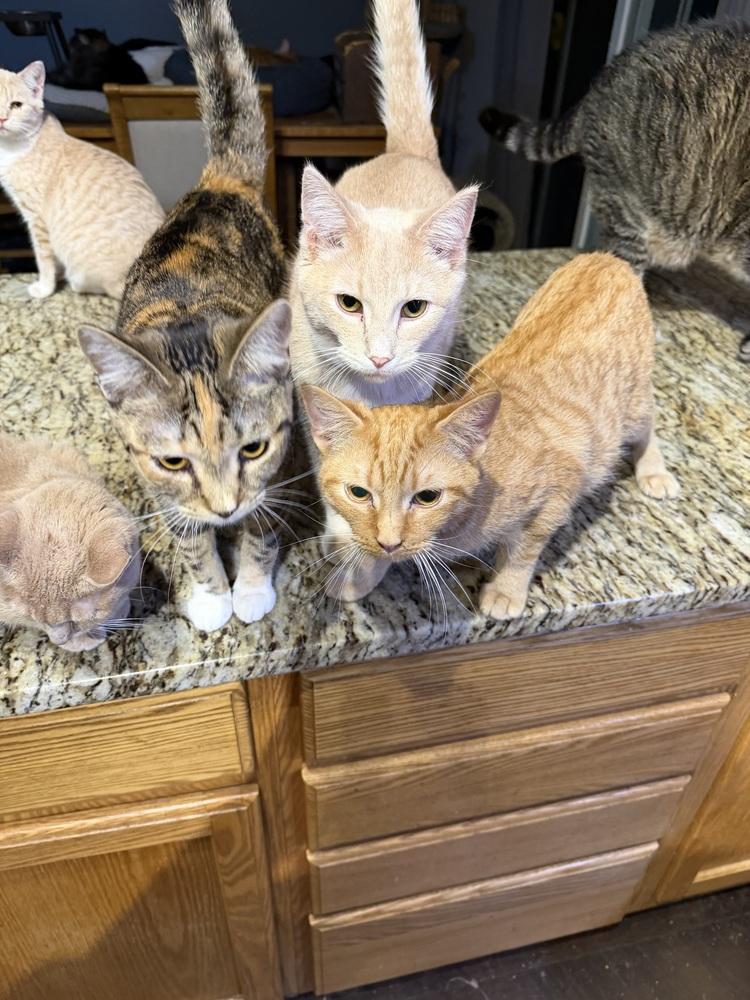 Enlarge Gil, a Adoptable Domestic Short Hair in Albany, WI image 3/4