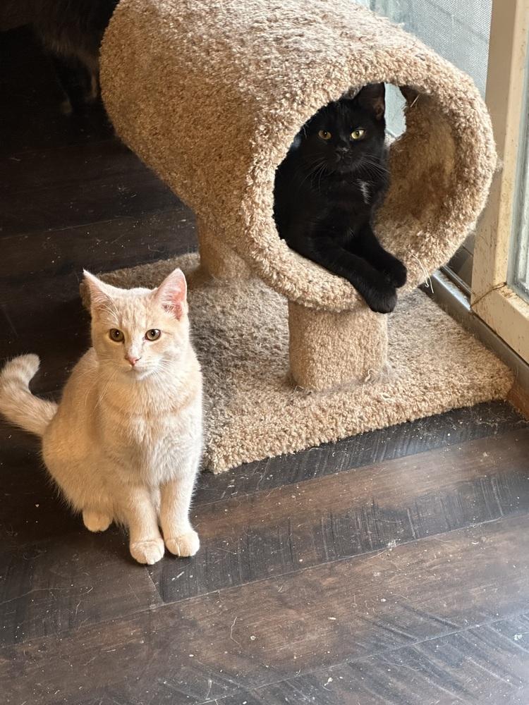 Enlarge Gil, a Adoptable Domestic Short Hair in Albany, WI image 1/1