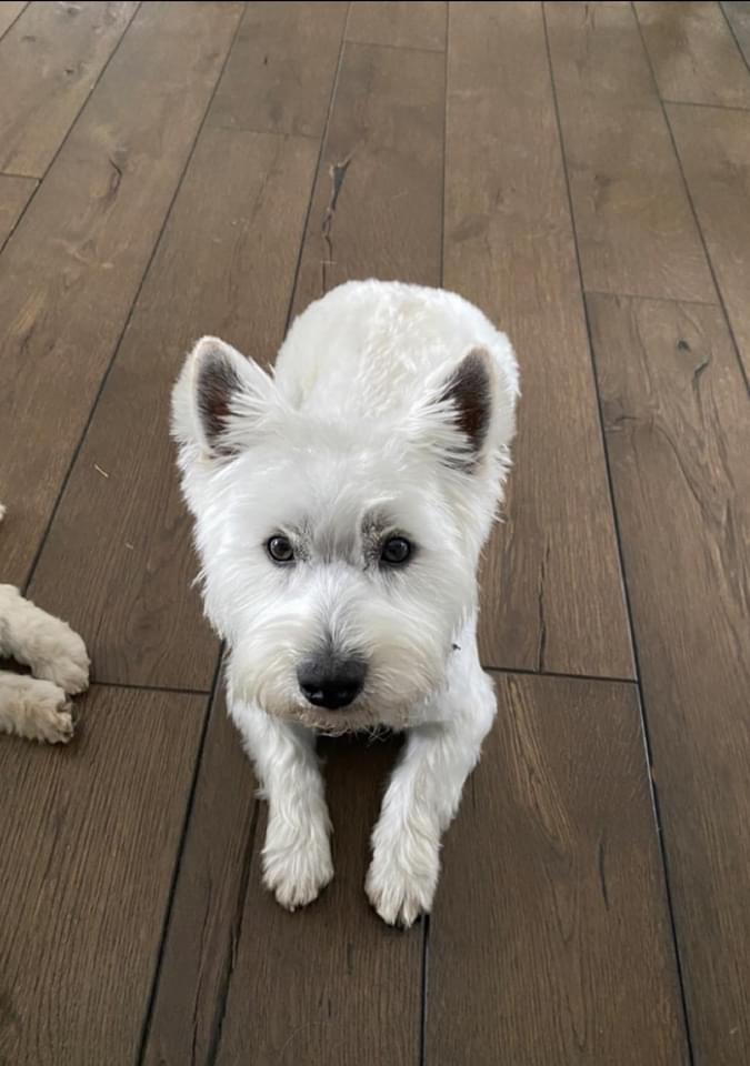 Enlarge Maverick, a Adopted West Highland White Terrier / Westie in Broken Arrow, OK image 1/1