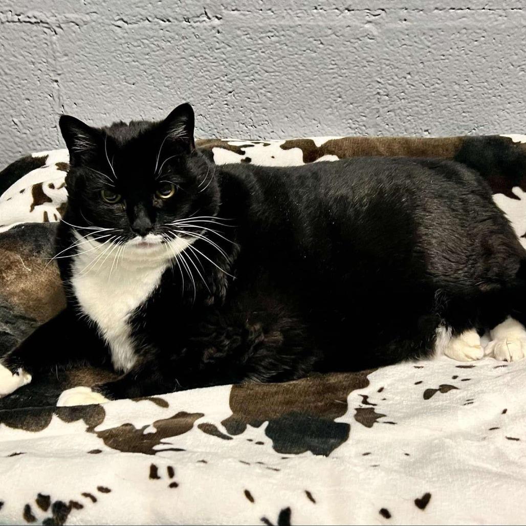 Enlarge Bobbi Miller, a Adoptable Domestic Short Hair in Woodstock, VA image 1/1