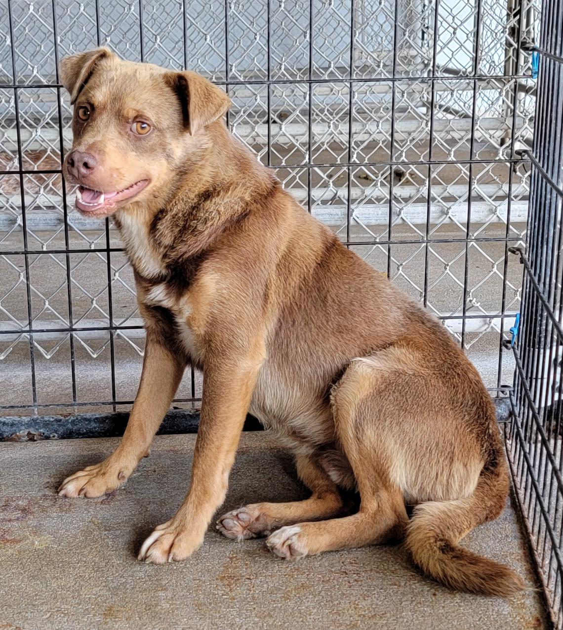 Forrest (fka Boris) (Neutered)