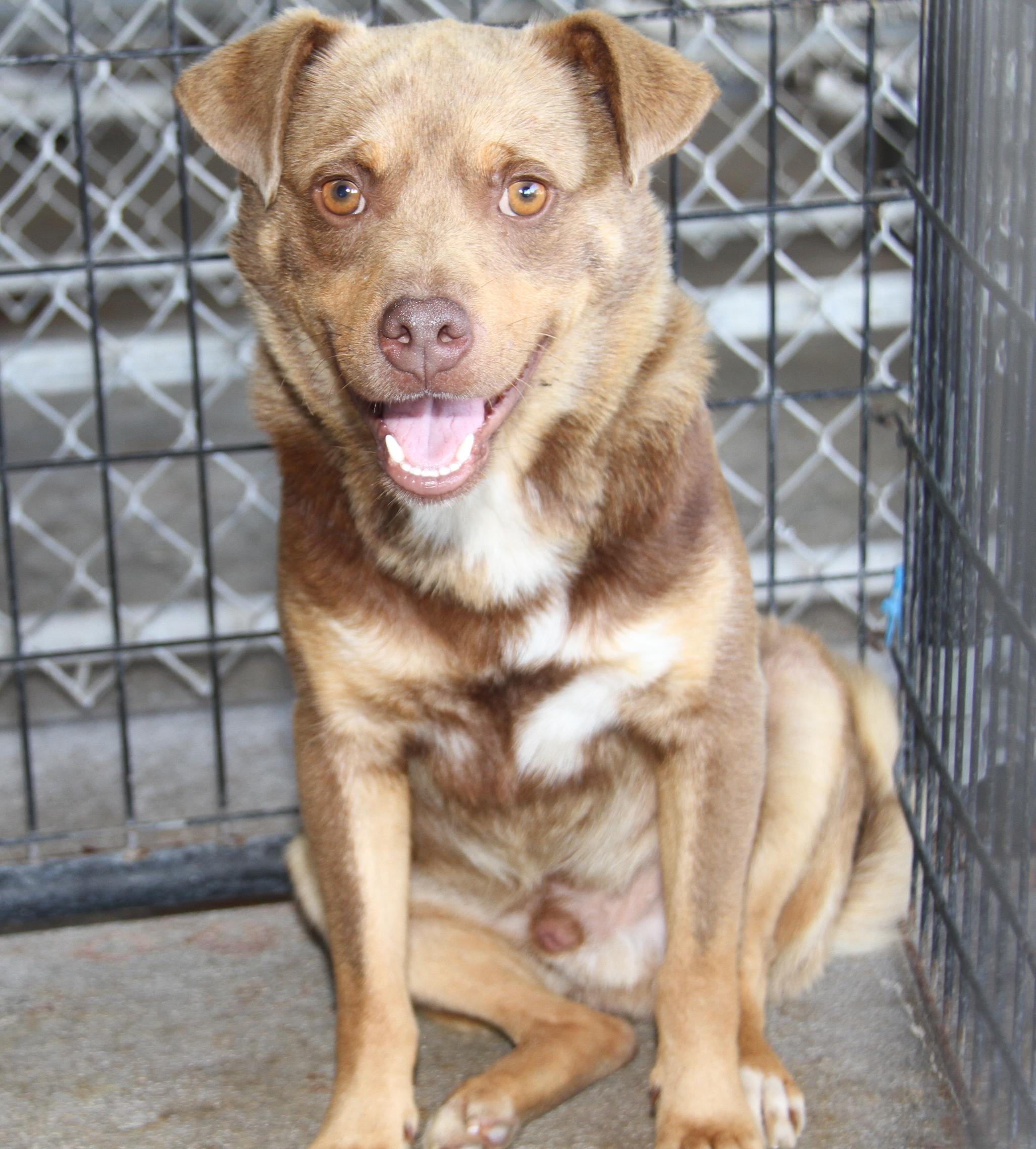 Forrest (fka Boris) (Neutered)