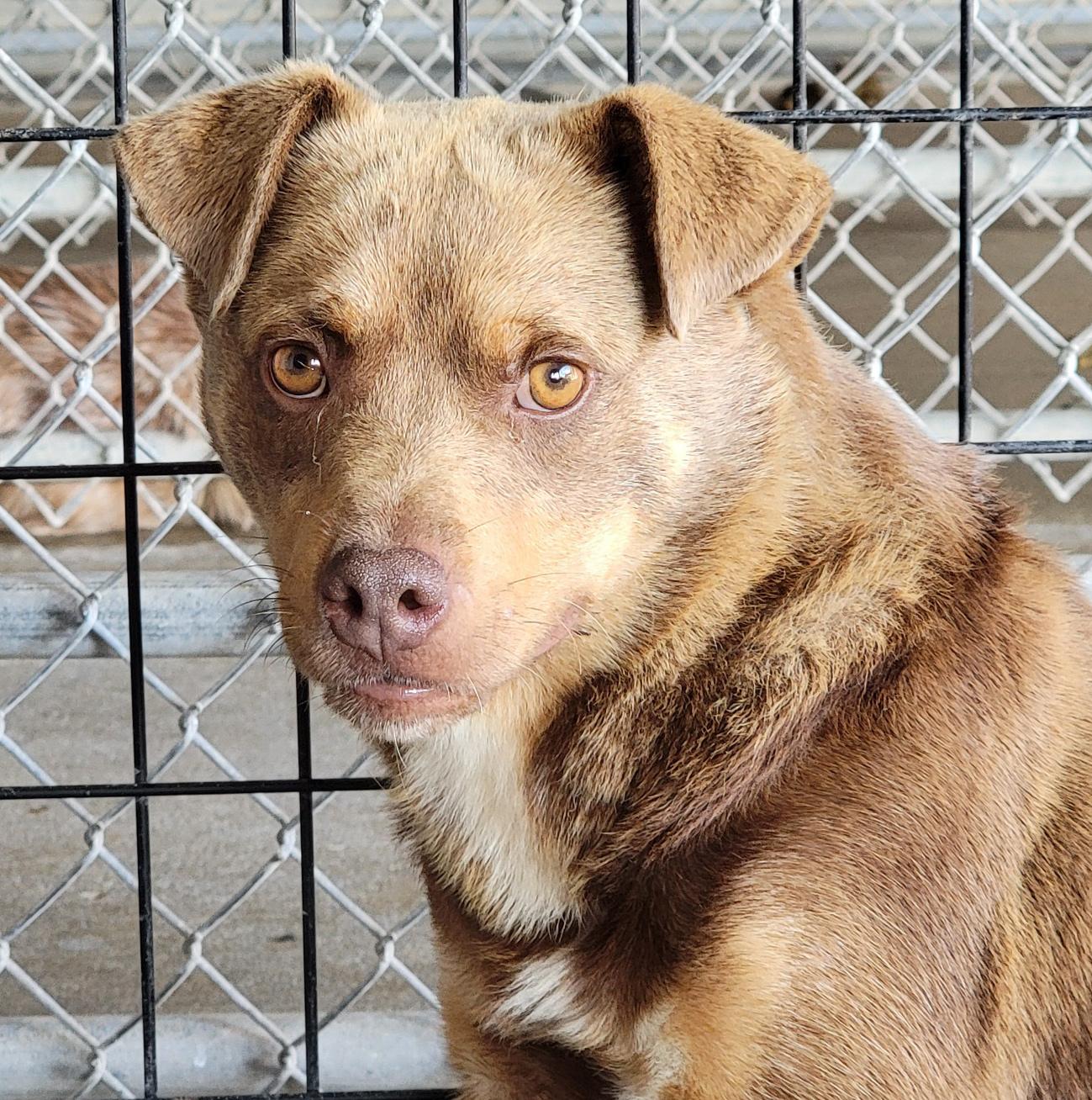 Forrest (fka Boris) (Neutered)