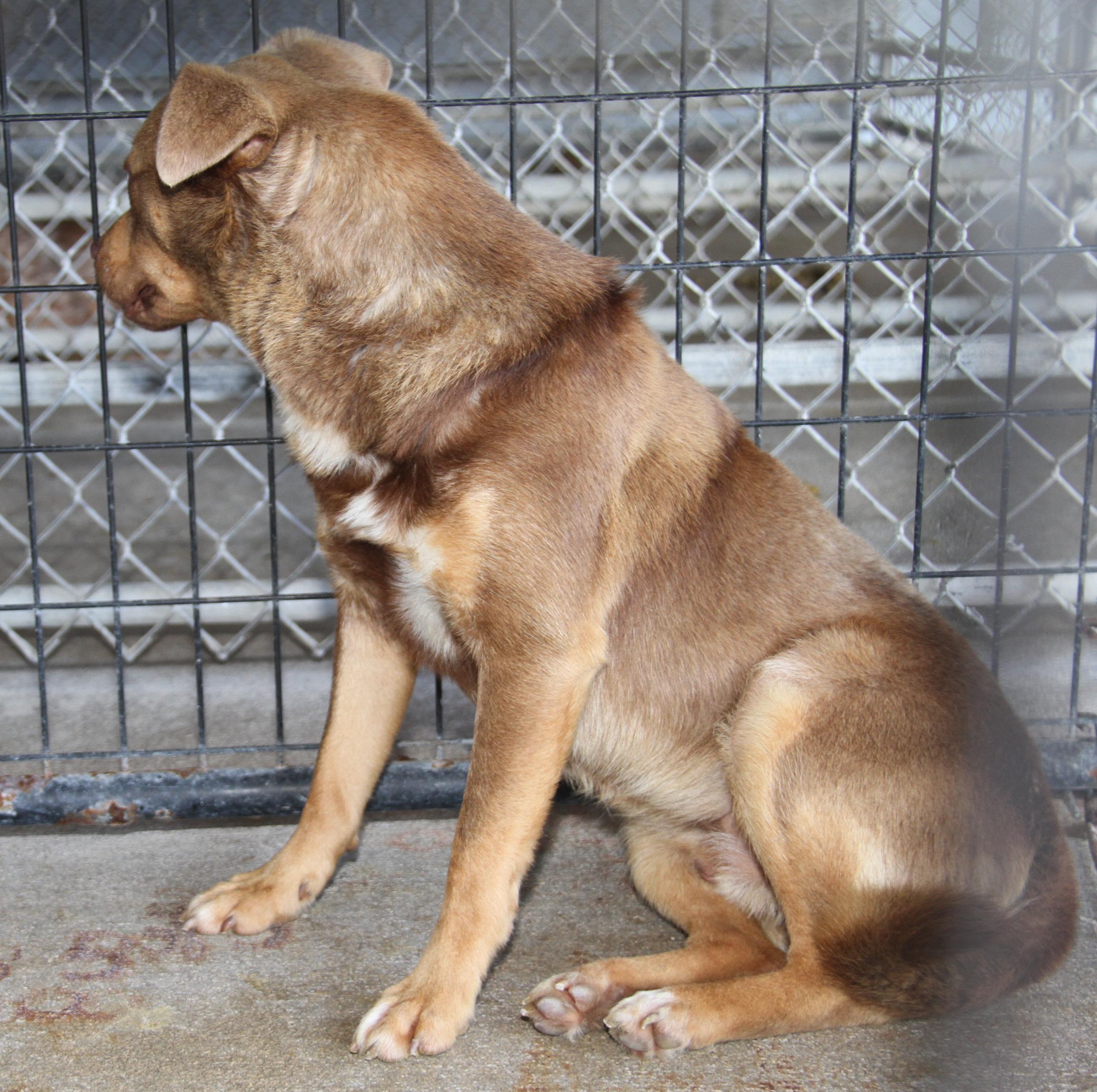 Forrest (fka Boris) (Neutered)