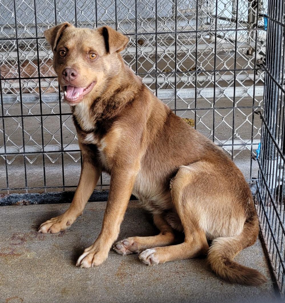 Forrest (fka Boris) (Neutered)