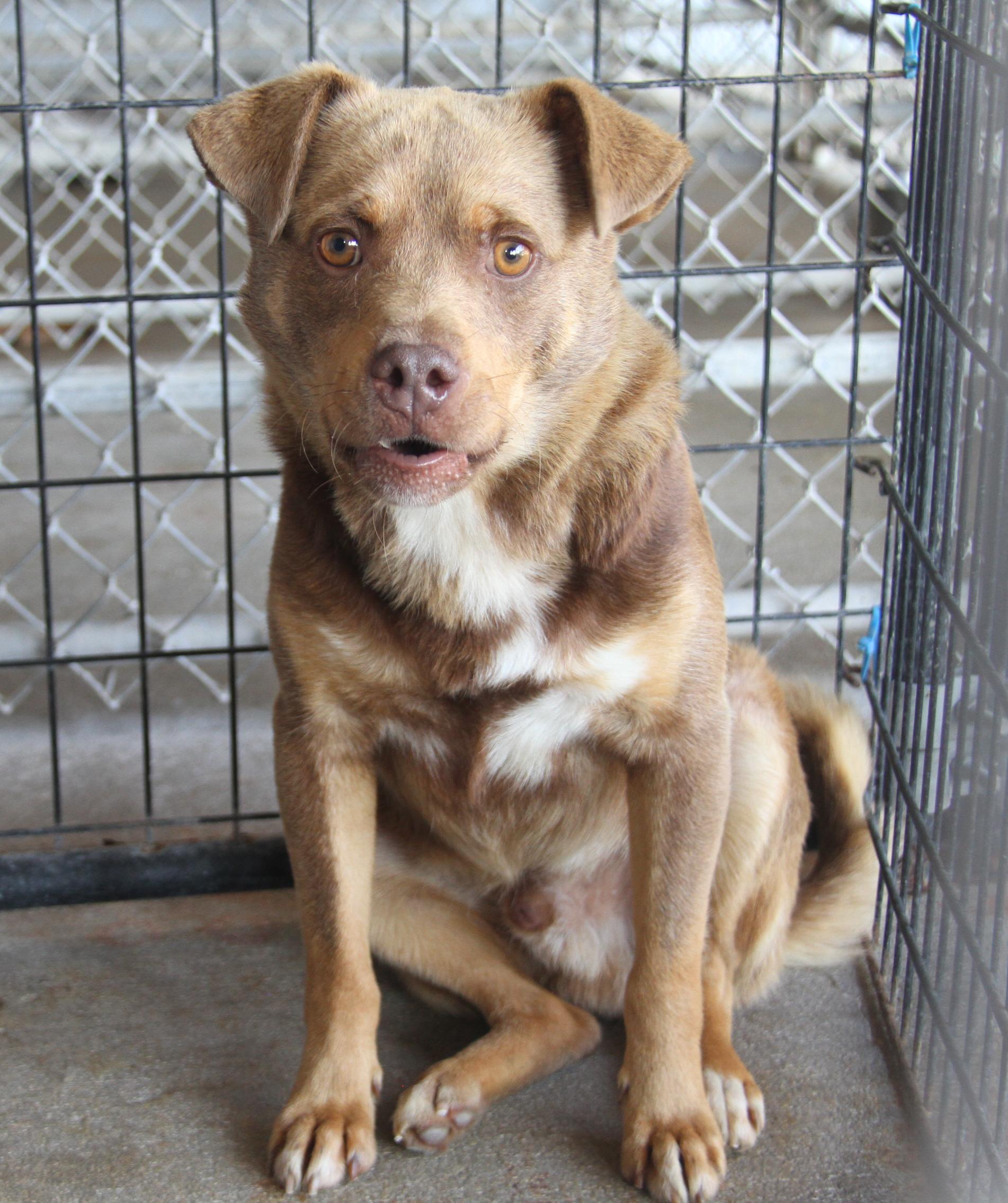 Forrest (fka Boris) (Neutered)