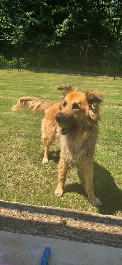 Gunnar, a Adoptable mixed breed in Sharpsburg, GA image 3/6