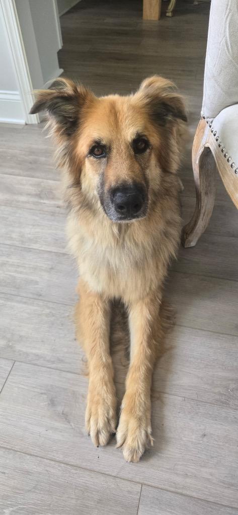 Gunnar, a Adoptable mixed breed in Sharpsburg, GA image 5/6