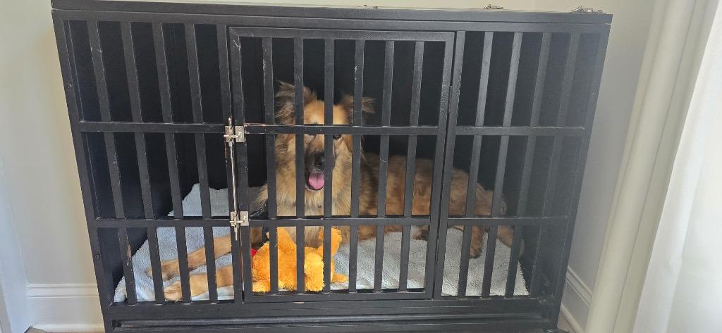 Gunnar, a Adoptable mixed breed in Sharpsburg, GA image 6/6