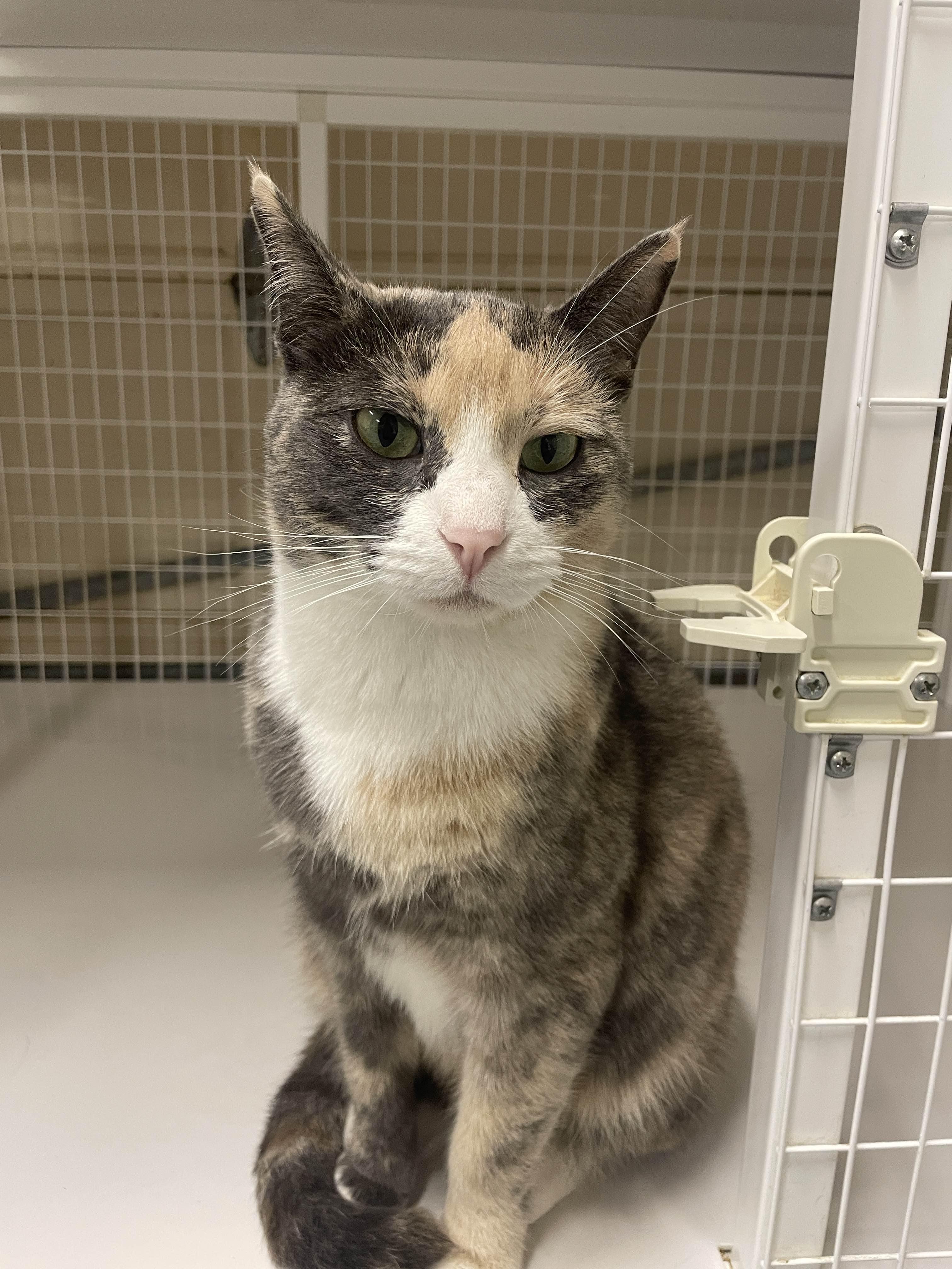 Renee Rapp, a Adoptable Domestic Short Hair in San Luis Obispo, CA image 1/3