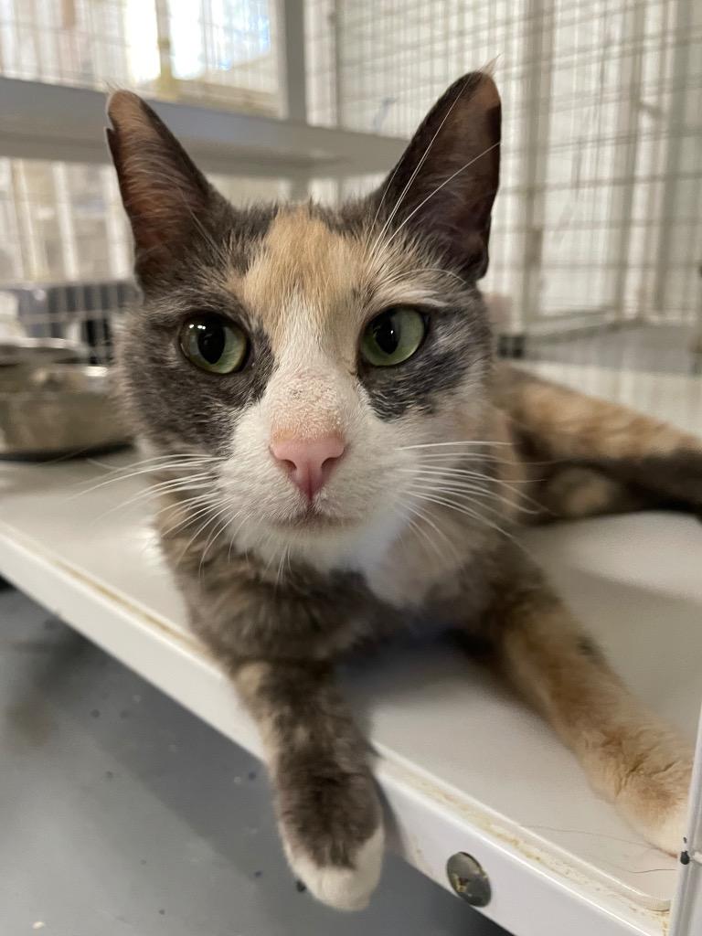 Renee Rapp, a Adoptable Domestic Short Hair in San Luis Obispo, CA image 3/3