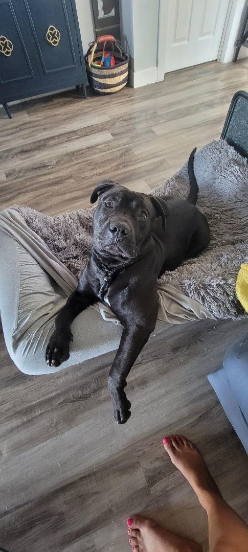 Nemo, a Adoptable mixed breed in Rocklin, CA image 1/12