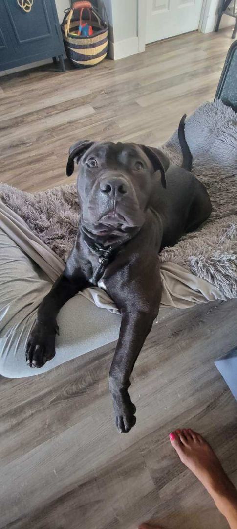 Nemo, a Adoptable mixed breed in Rocklin, CA image 3/12