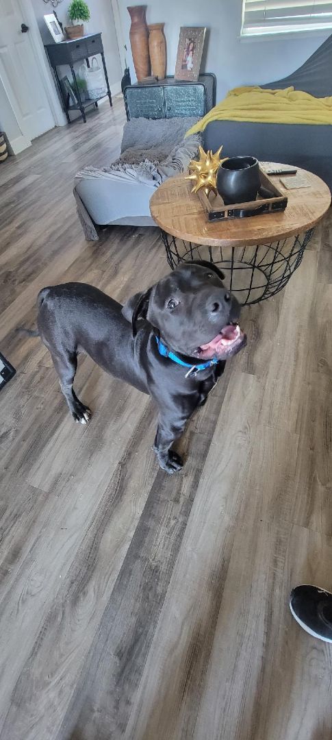 Nemo, a Adoptable mixed breed in Rocklin, CA image 4/12