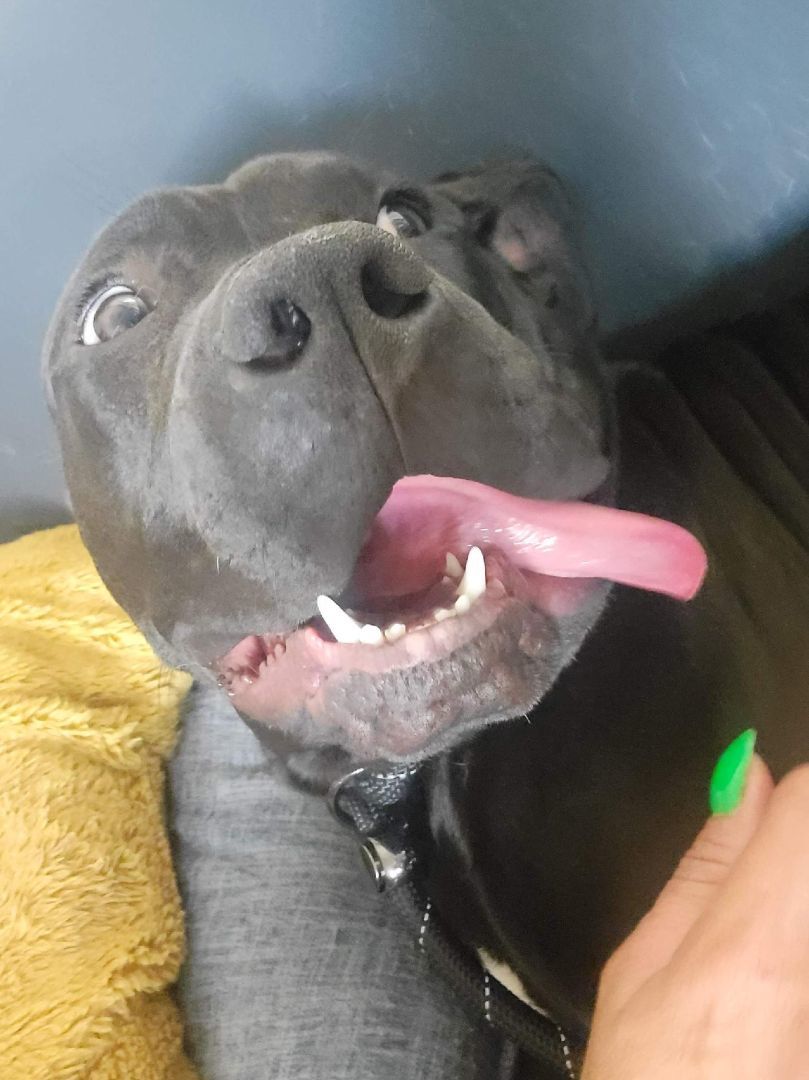 Nemo, a Adoptable mixed breed in Rocklin, CA image 5/12