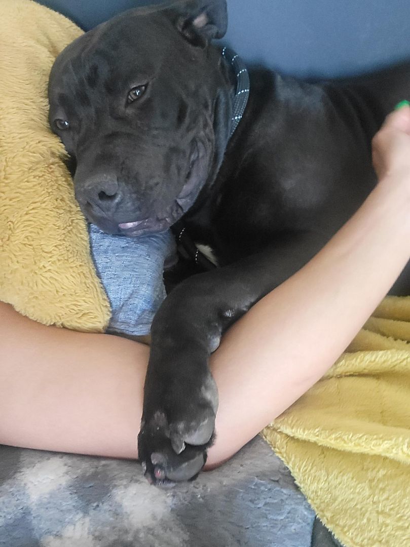 Nemo, a Adoptable mixed breed in Rocklin, CA image 6/12