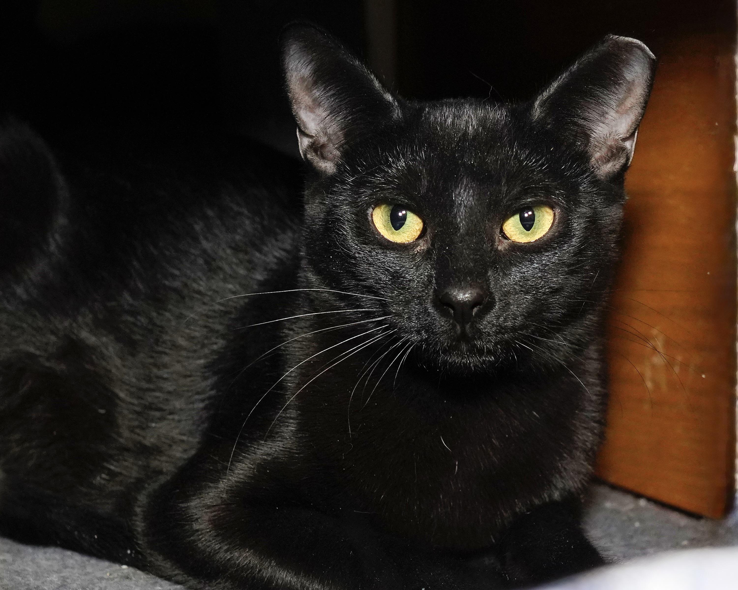 Enlarge Patty Melt, an adopted Domestic Short Hair in Milwaukee, WI image 2/6