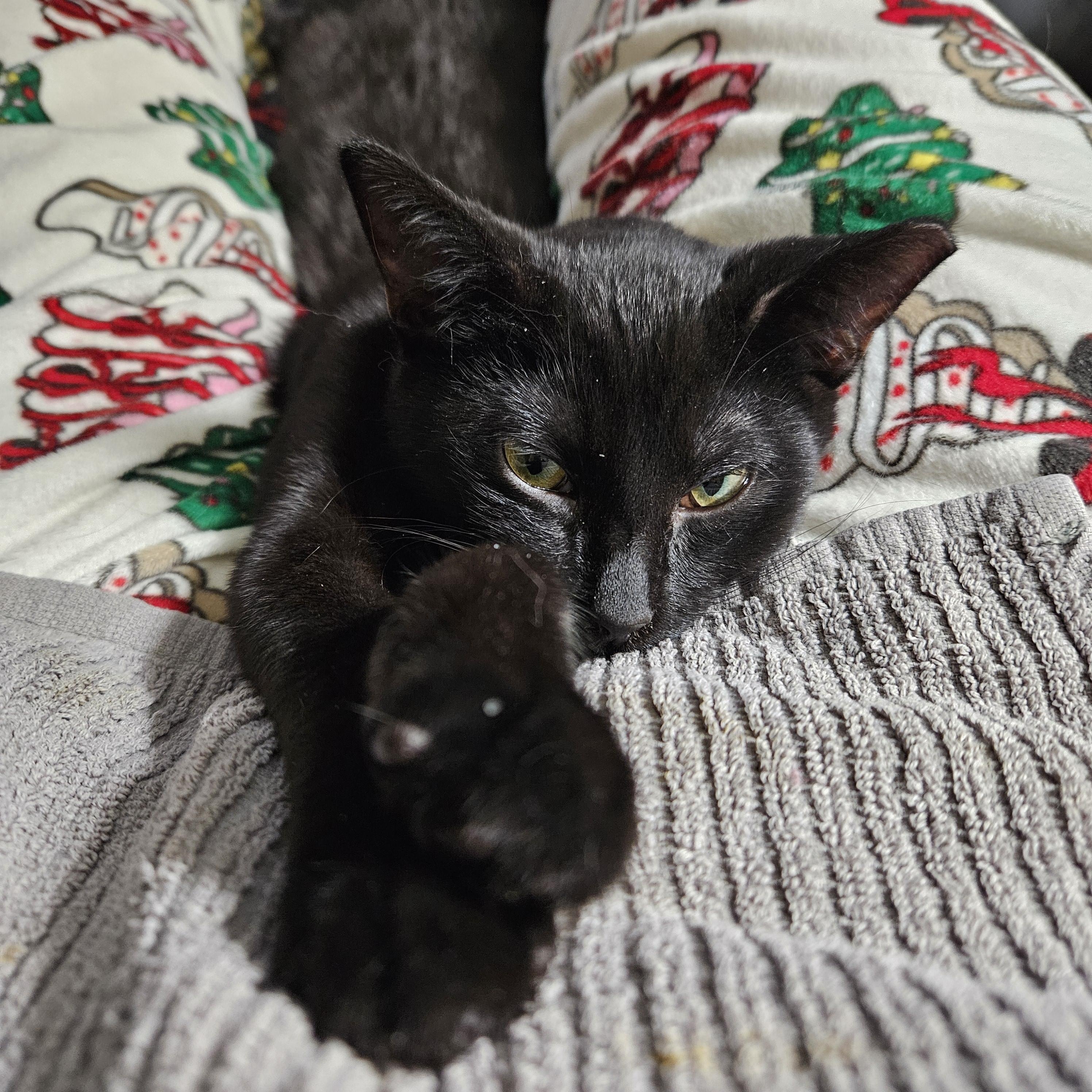 Enlarge Patty Melt, a ADOPTABLE Domestic Short Hair in Milwaukee, WI image 5/5