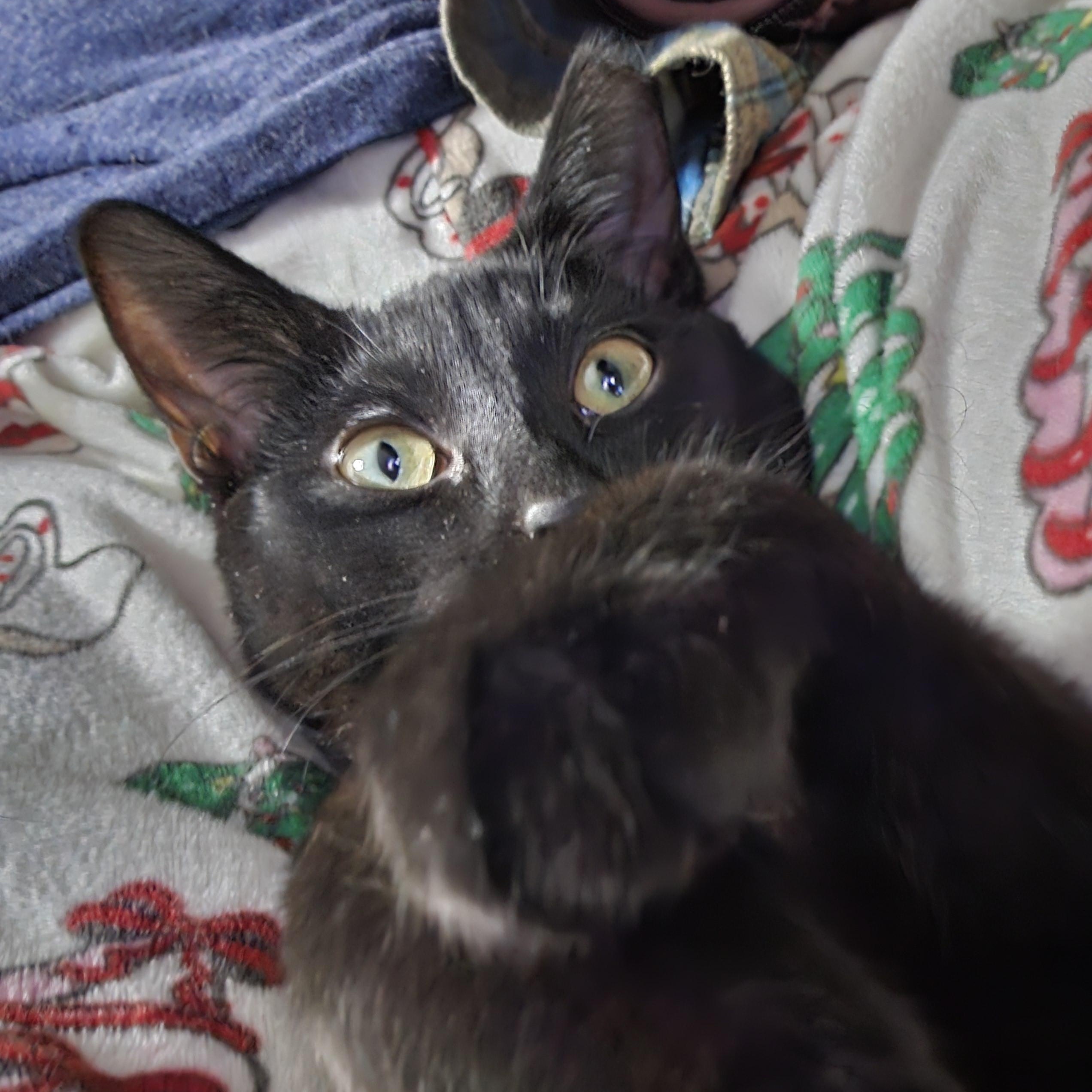 Enlarge Patty Melt, a ADOPTABLE Domestic Short Hair in Milwaukee, WI image 4/5