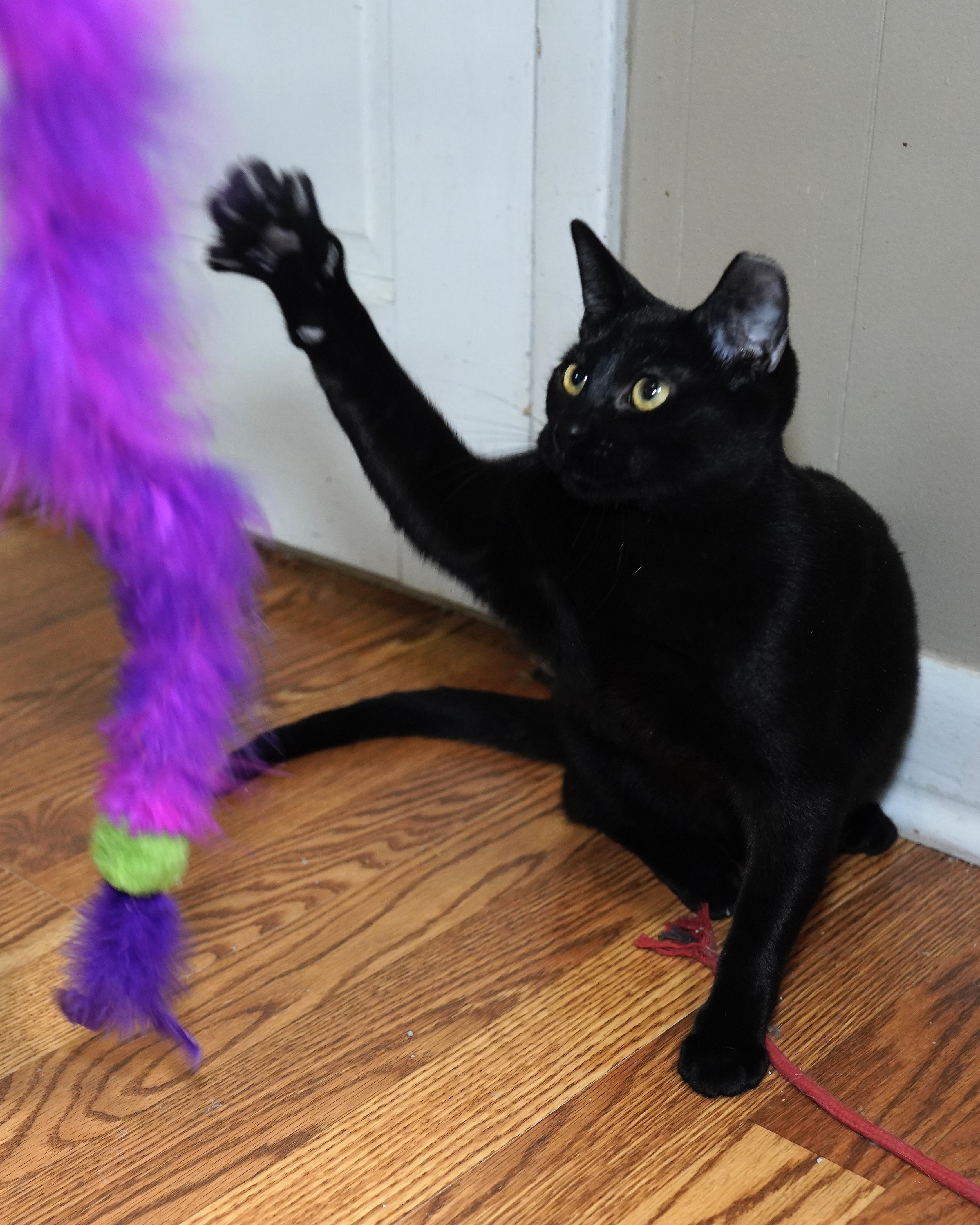 Enlarge Patty Melt, an adopted Domestic Short Hair in Milwaukee, WI image 1/6