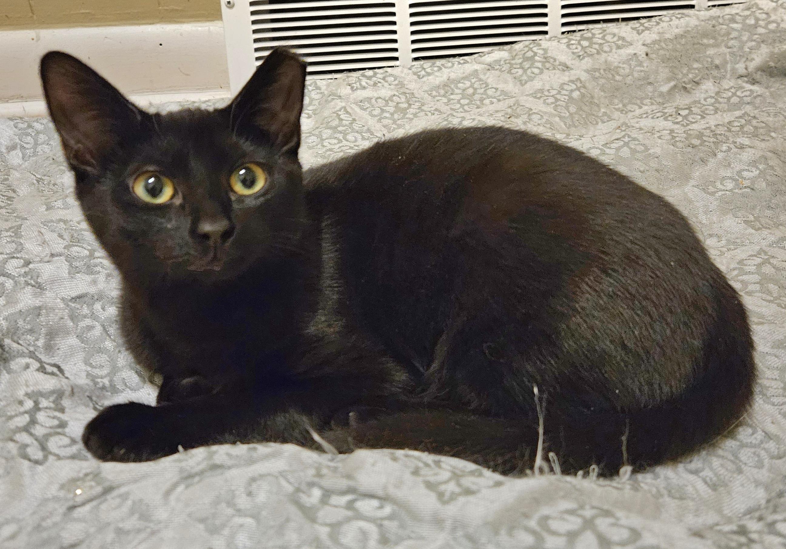 Patty Melt, ADOPTABLE, Young Female Domestic Short Hair.