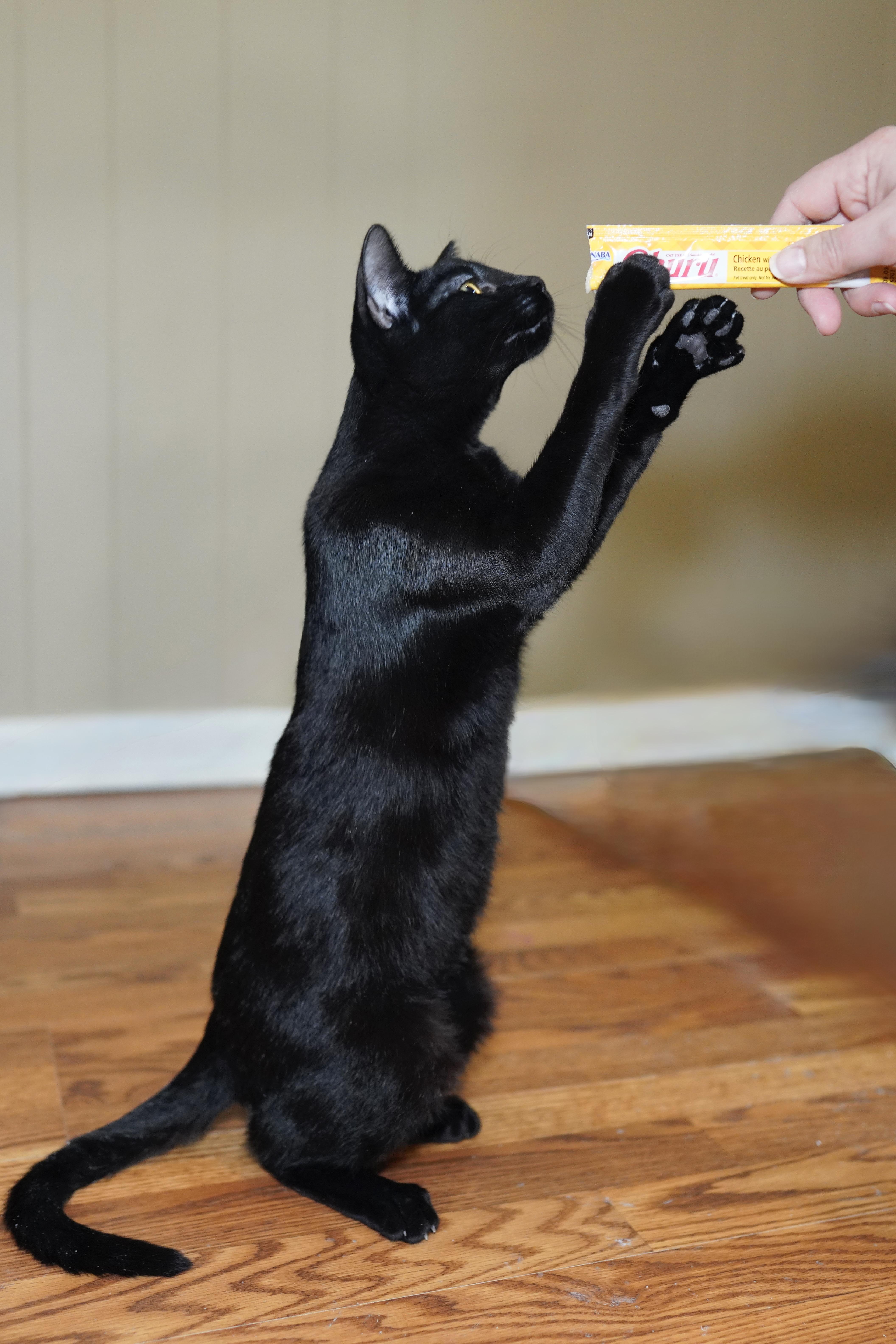 Enlarge Patty Melt, an adopted Domestic Short Hair in Milwaukee, WI image 3/6