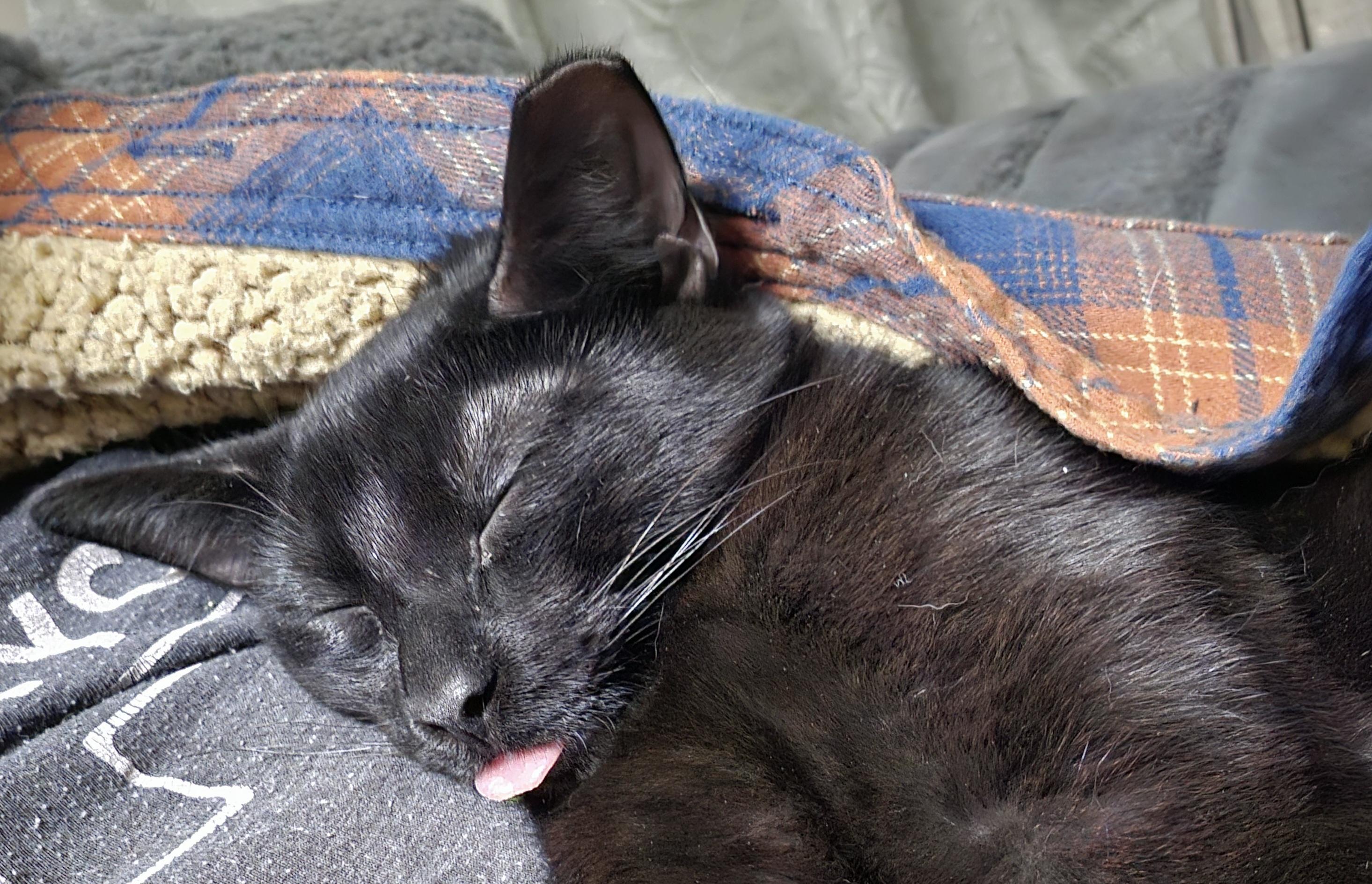 Enlarge Patty Melt, a ADOPTABLE Domestic Short Hair in Milwaukee, WI image 3/5