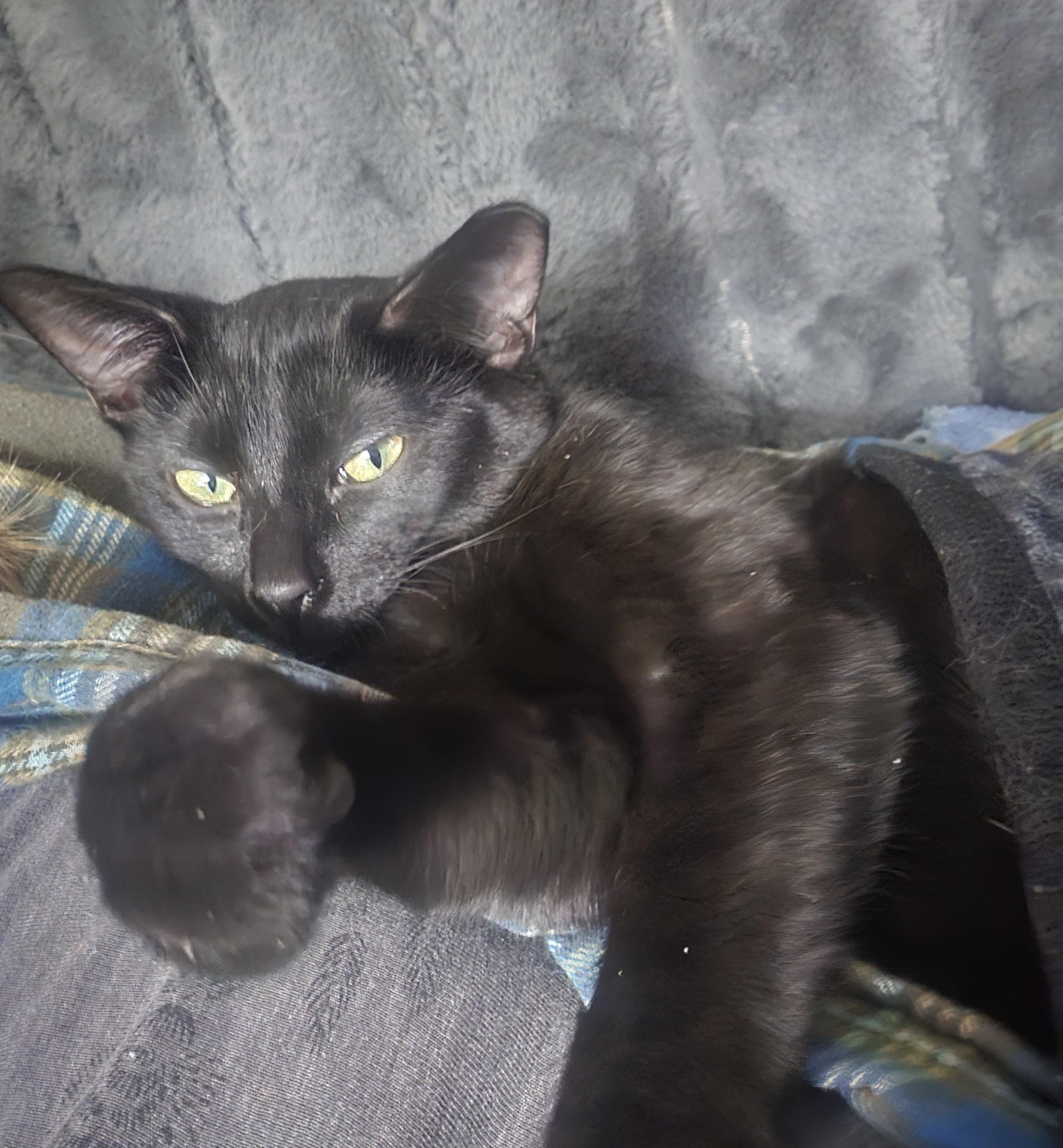 Enlarge Patty Melt, a ADOPTABLE Domestic Short Hair in Milwaukee, WI image 1/5